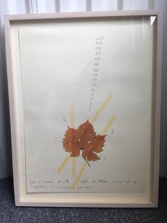 Set of 14 Lithograhs, Da Un Erborio Raccolto Nel 1979, by Mario Merz