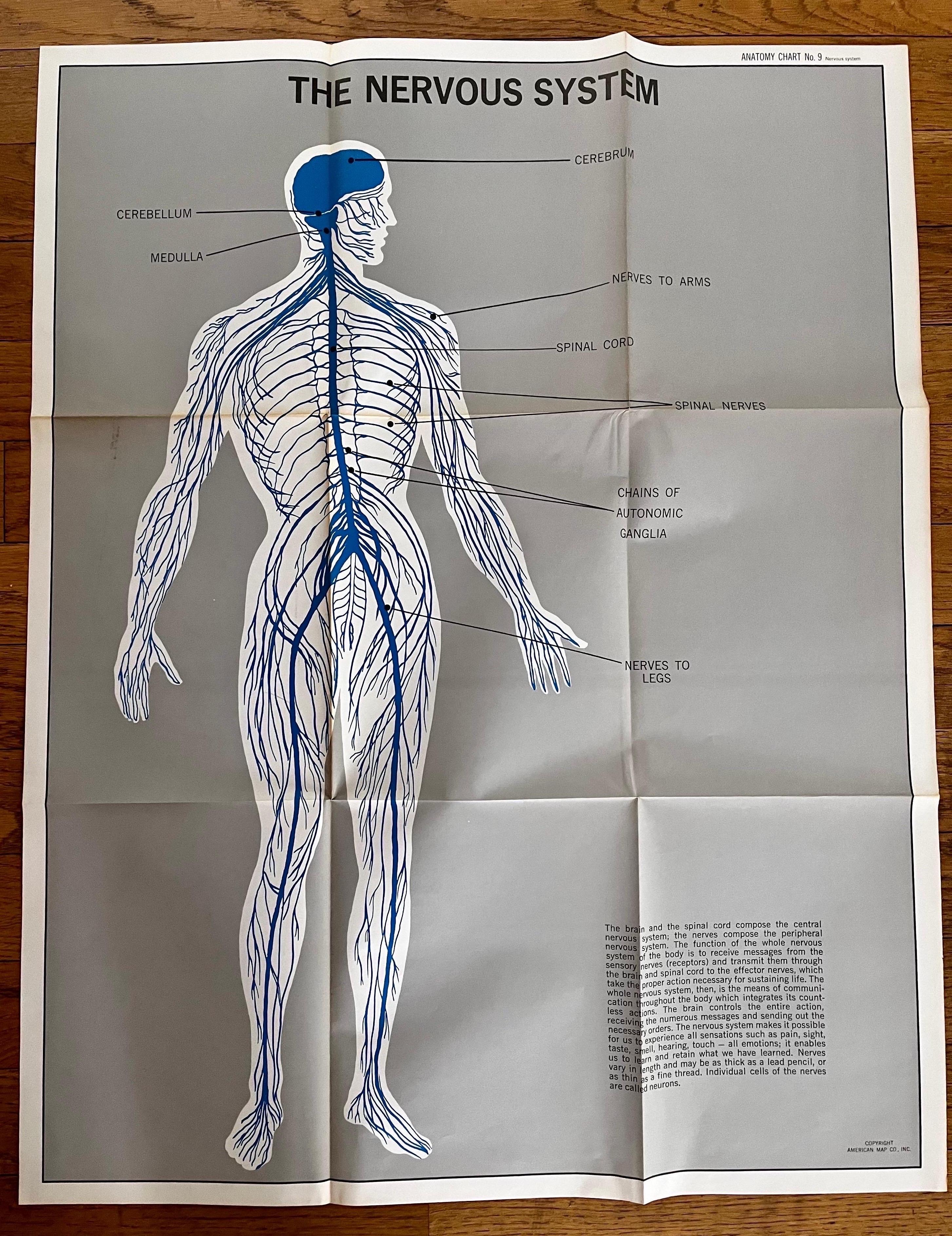 Set di (14) carte anatomiche d'epoca di American Map Co. - vendute singolarmente in vendita 4