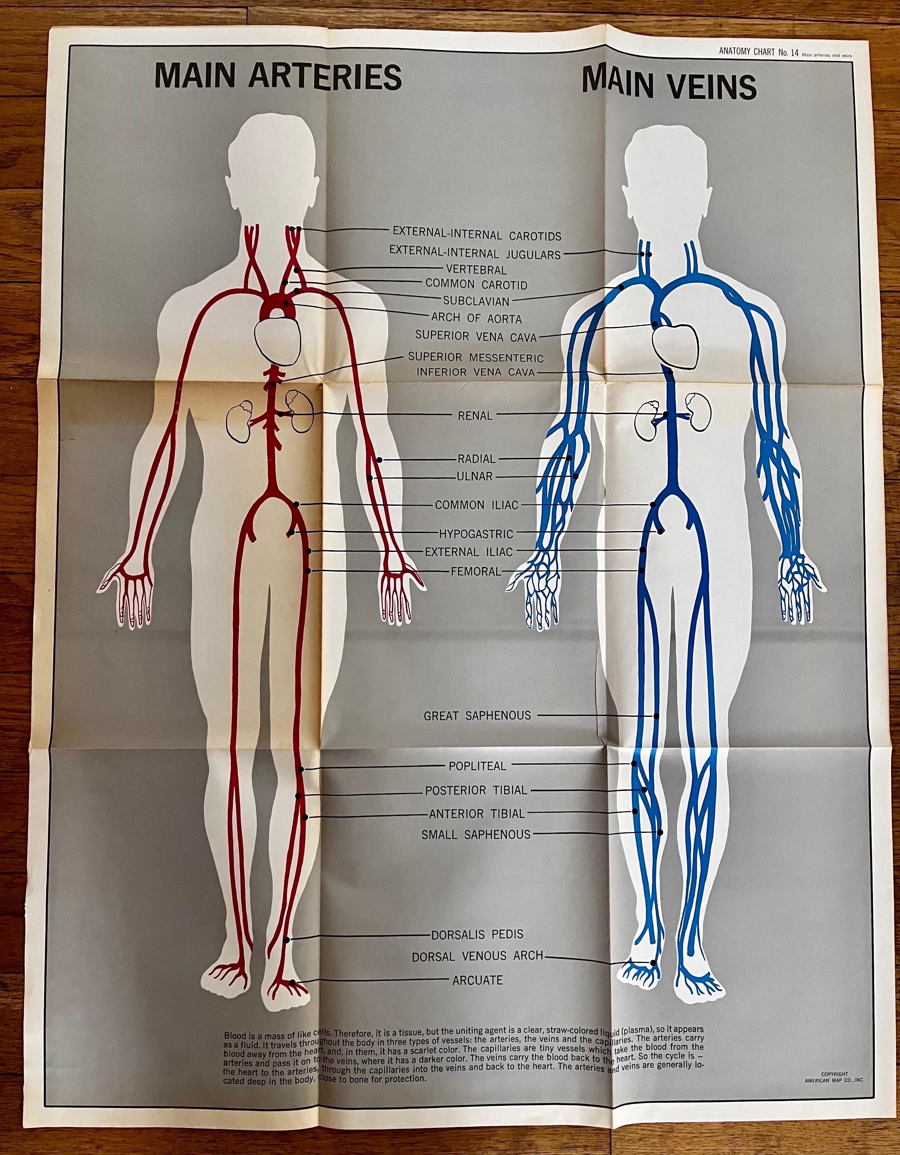 Set di (14) carte anatomiche d'epoca di American Map Co. - vendute singolarmente in vendita 9