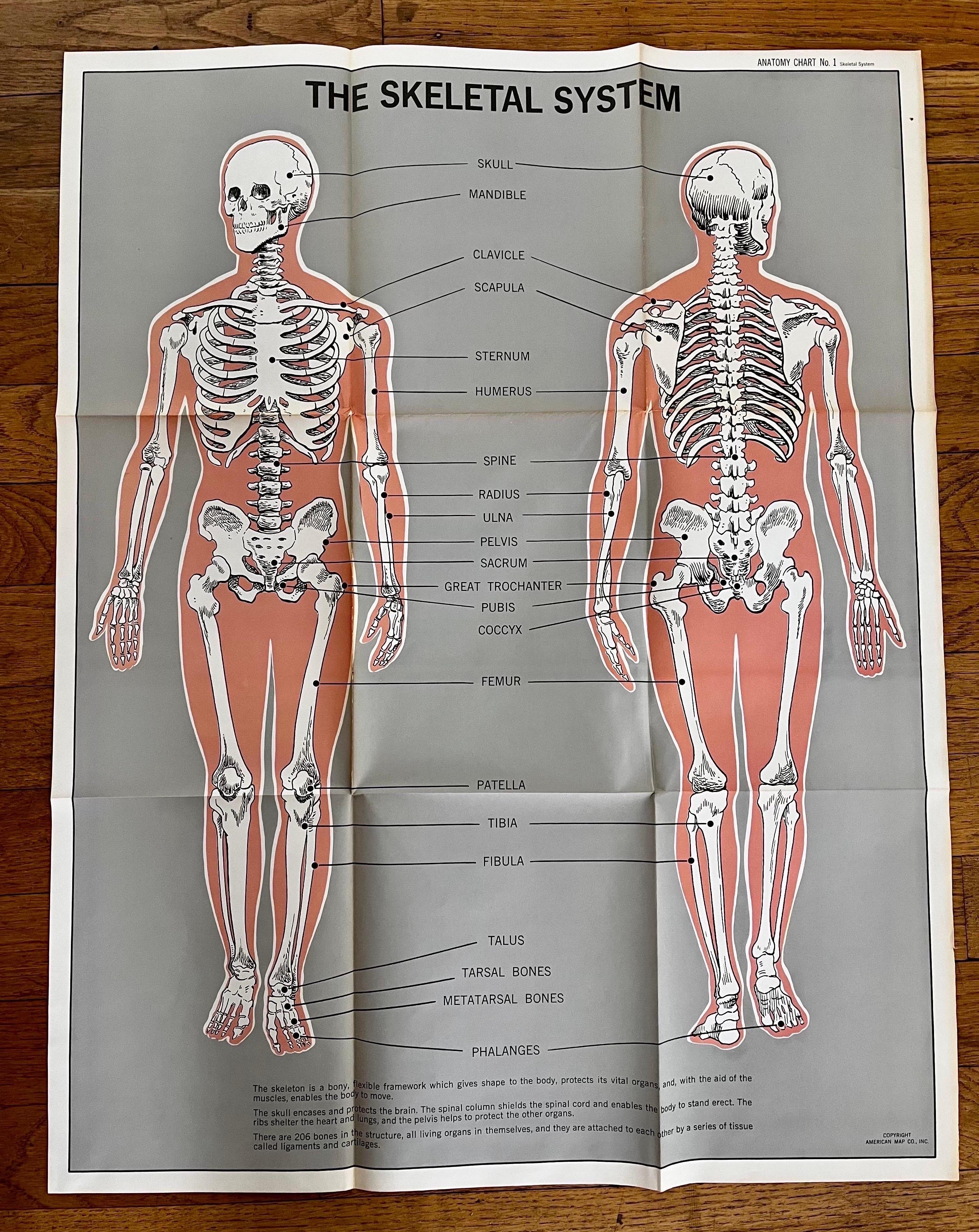 Mid-Century moderno Set di (14) carte anatomiche d'epoca di American Map Co. - vendute singolarmente in vendita