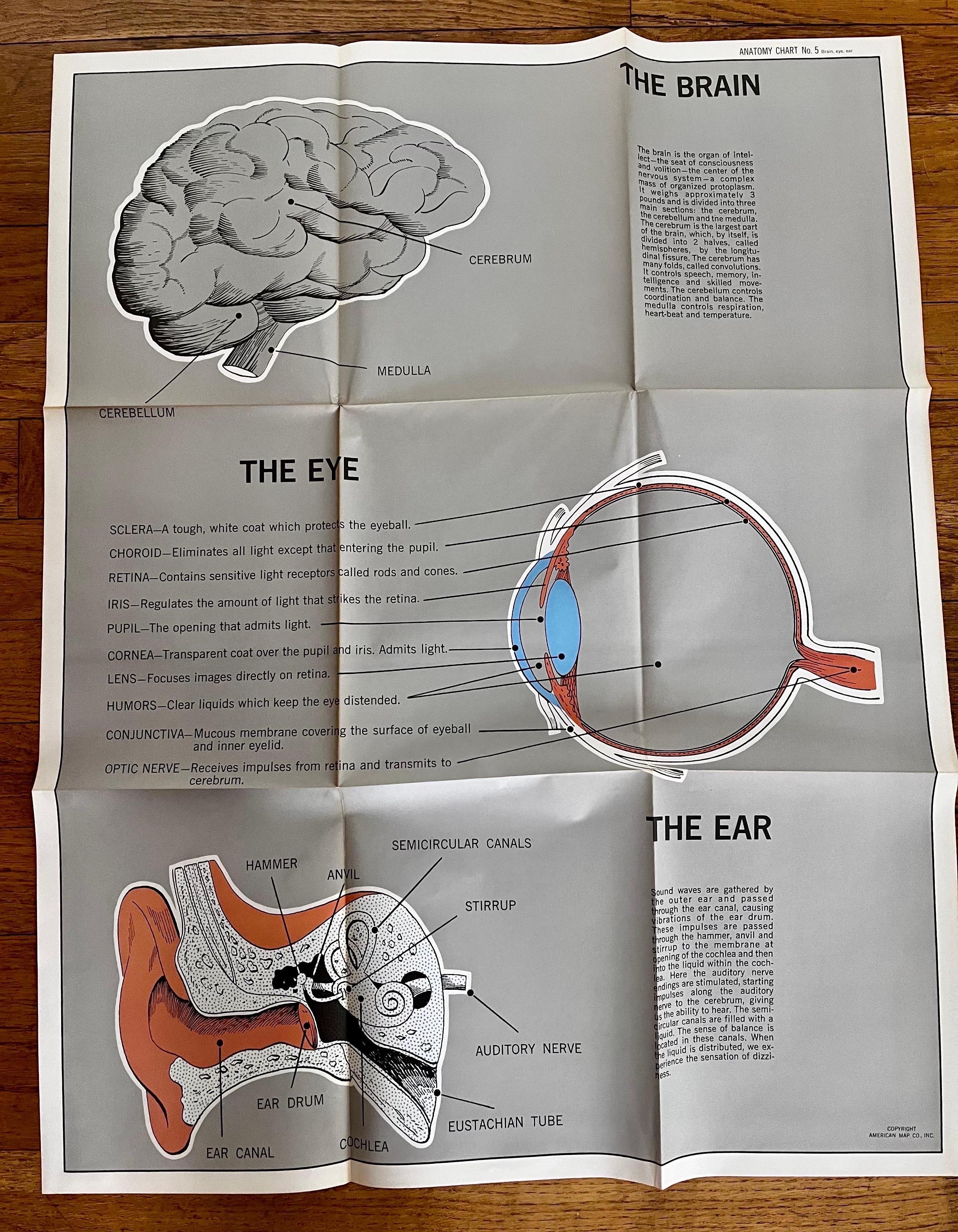 Carta Set di (14) carte anatomiche d'epoca di American Map Co. - vendute singolarmente in vendita
