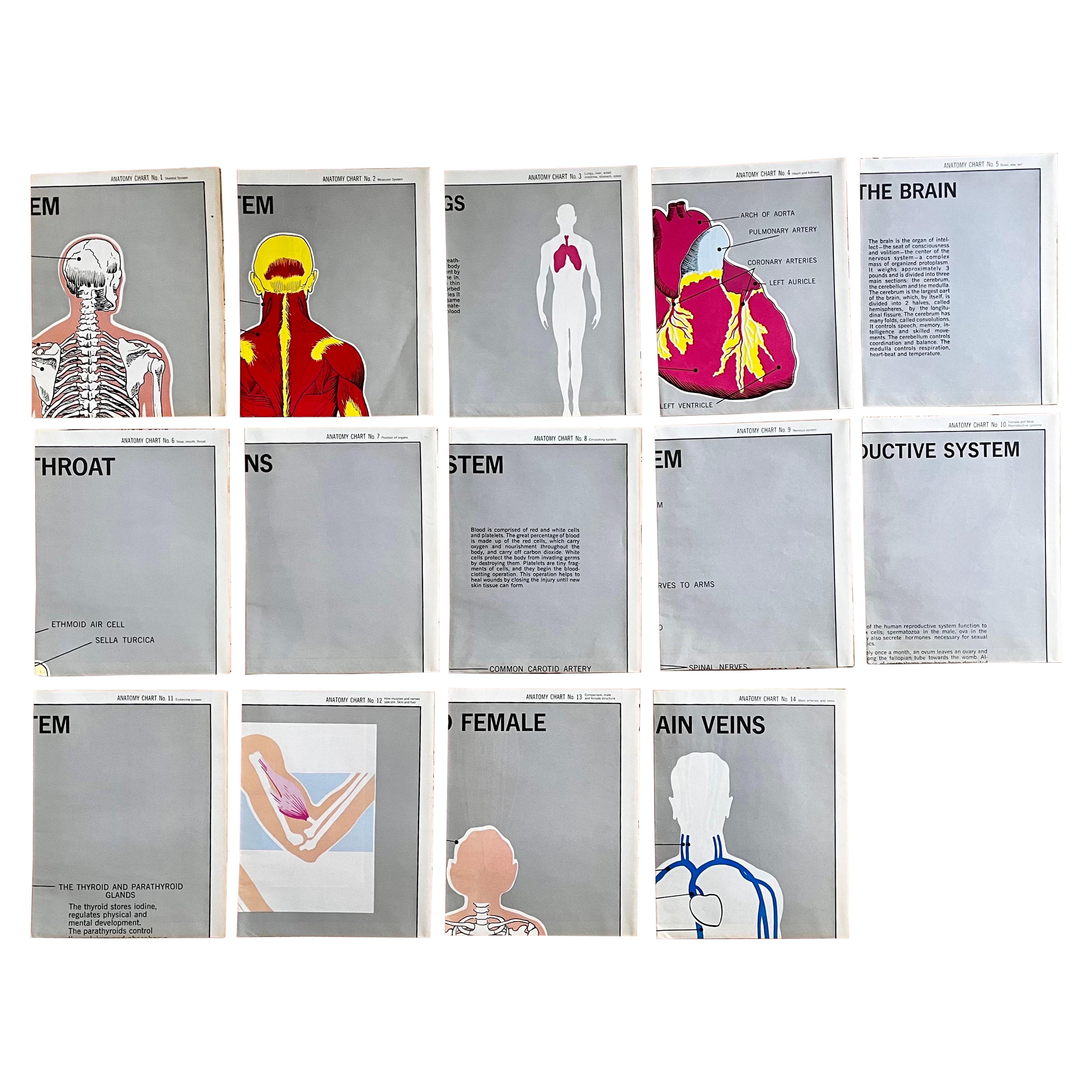 Set of (14) Vintage Anatomy Charts by American Map Co. - sold individually