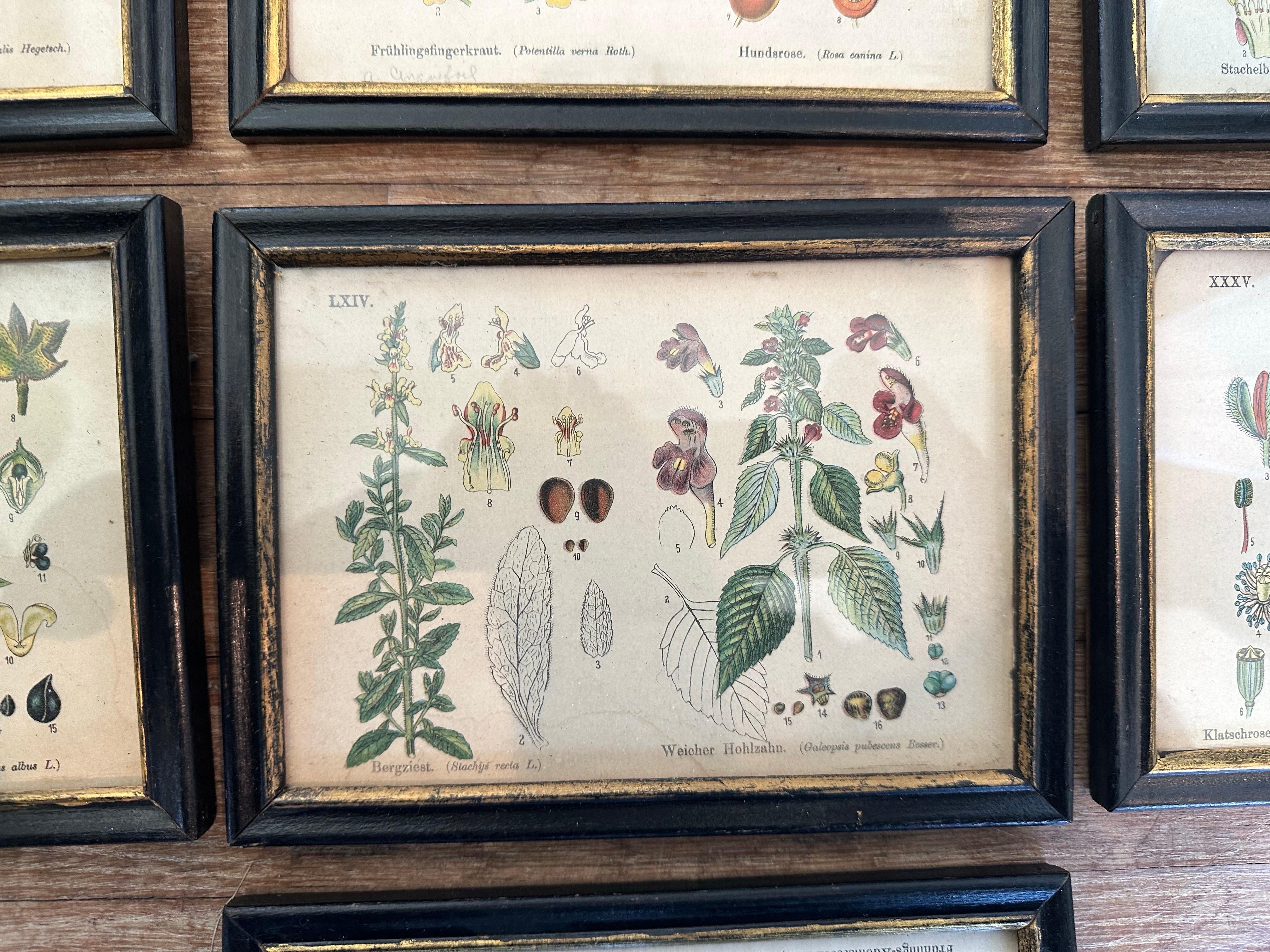 Set of 14  Vintage Botanical Colored Prints 5