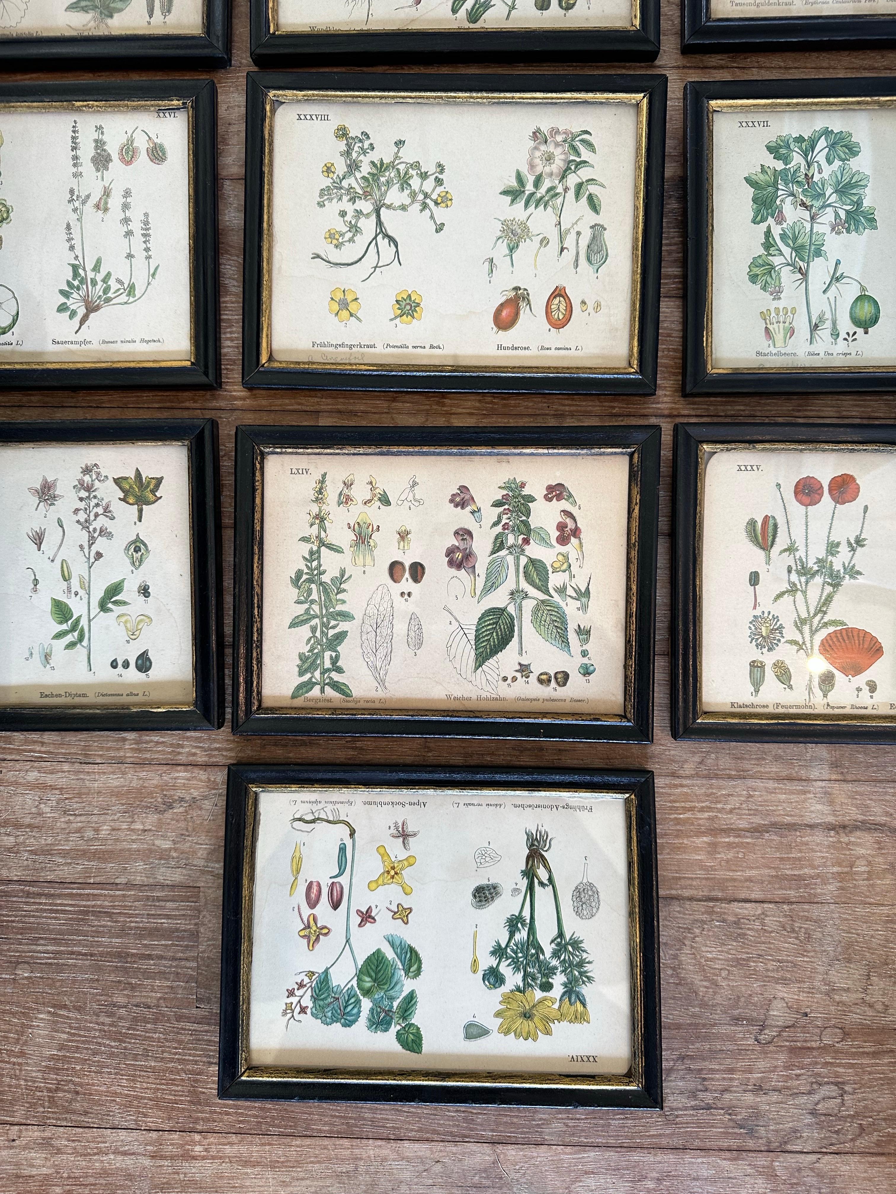 Exquisite set of 14 antique botanical prints, numbered and identified..... black and gold original frames ...