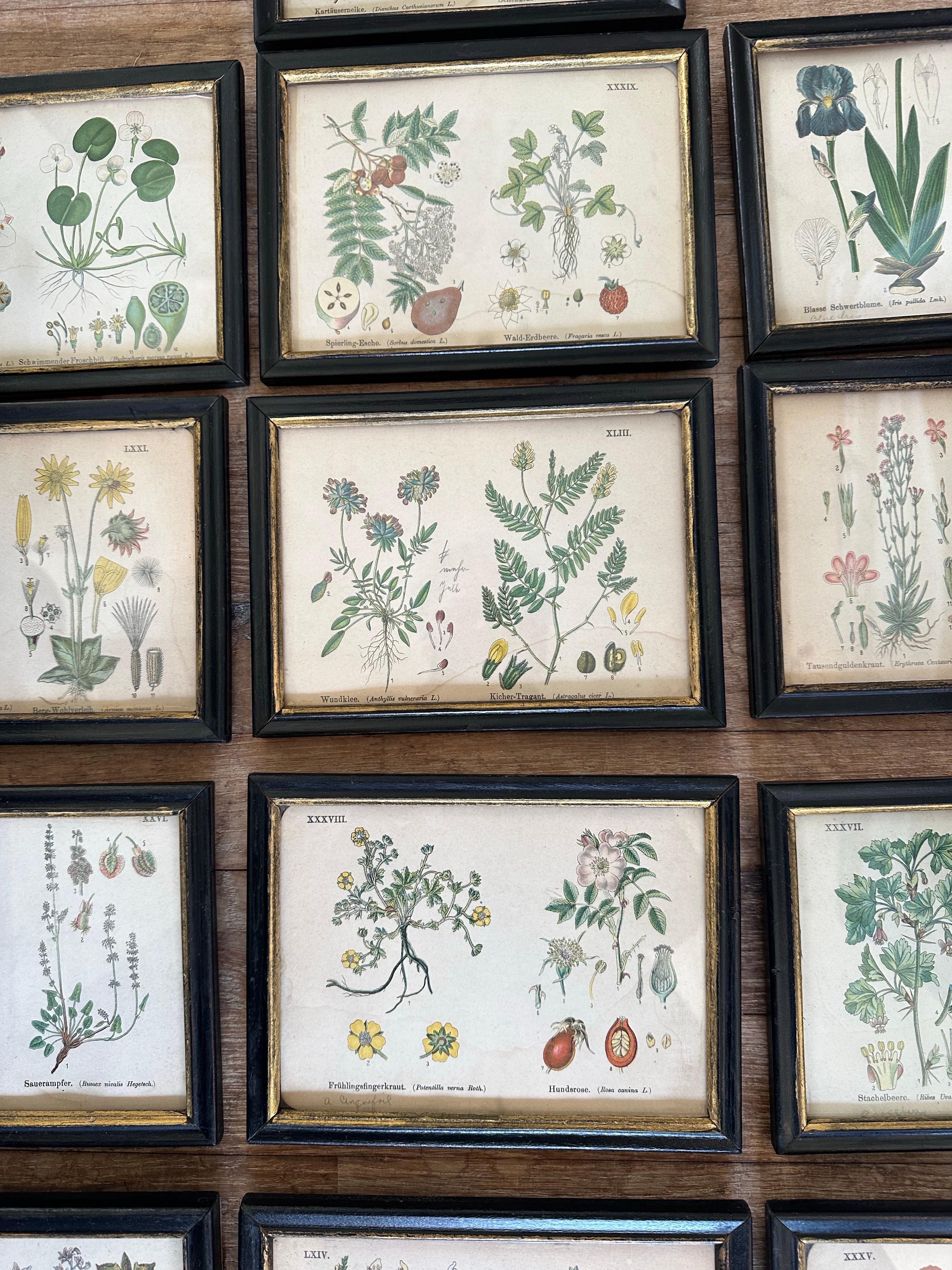 Set of 14  Vintage Botanical Colored Prints In Good Condition In East Hampton, NY