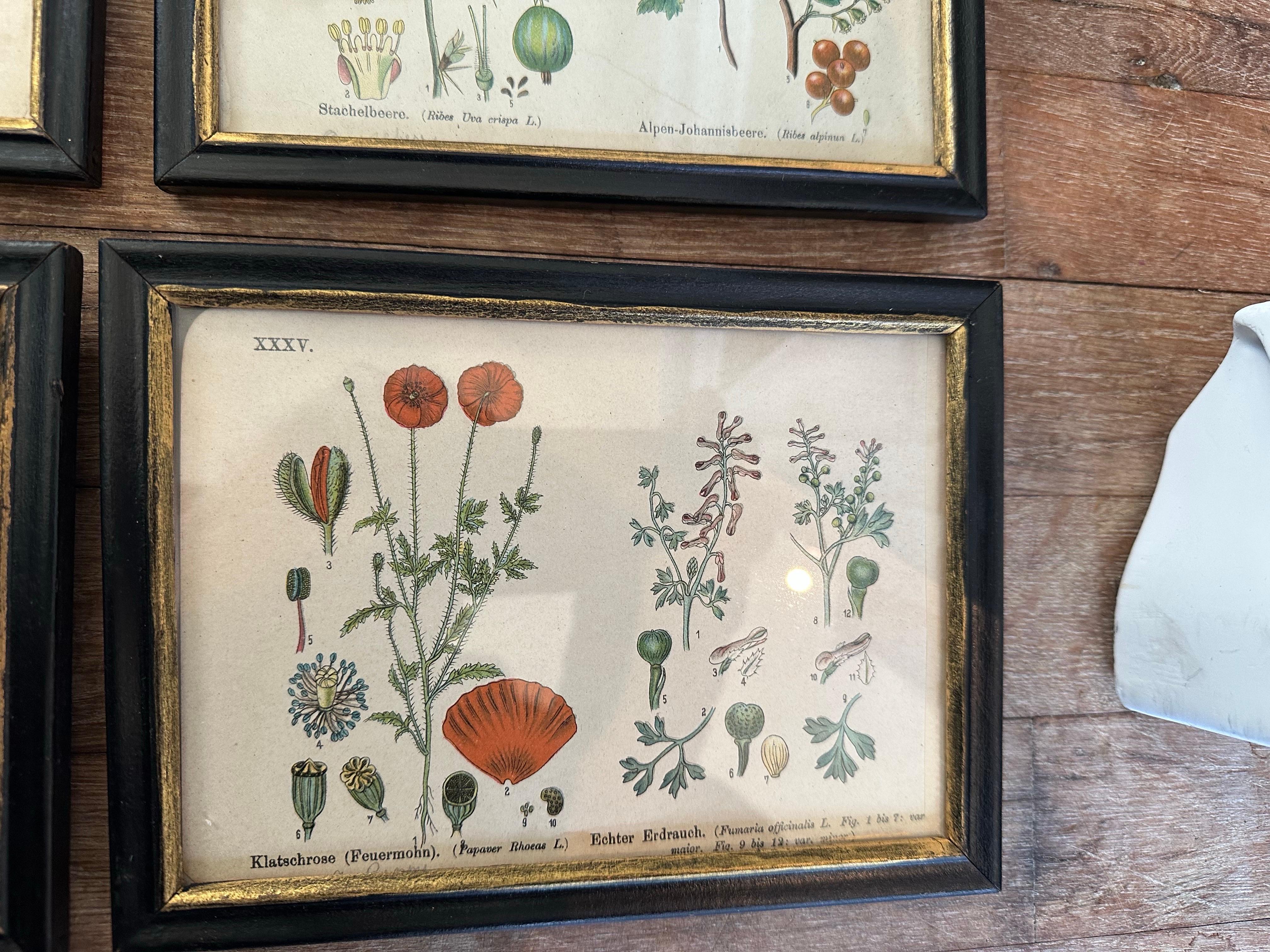 20th Century Set of 14  Vintage Botanical Colored Prints