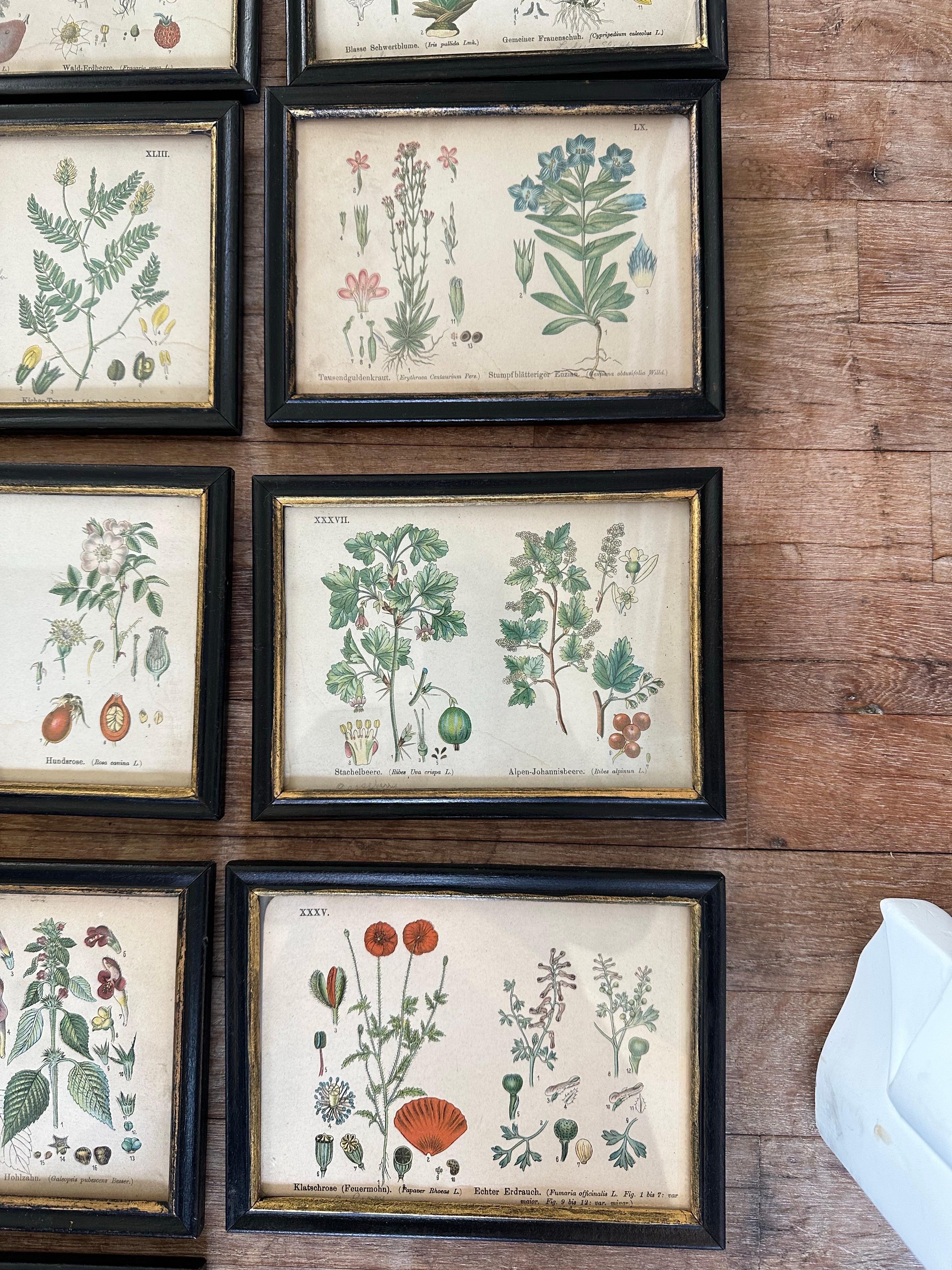 Paper Set of 14  Vintage Botanical Colored Prints