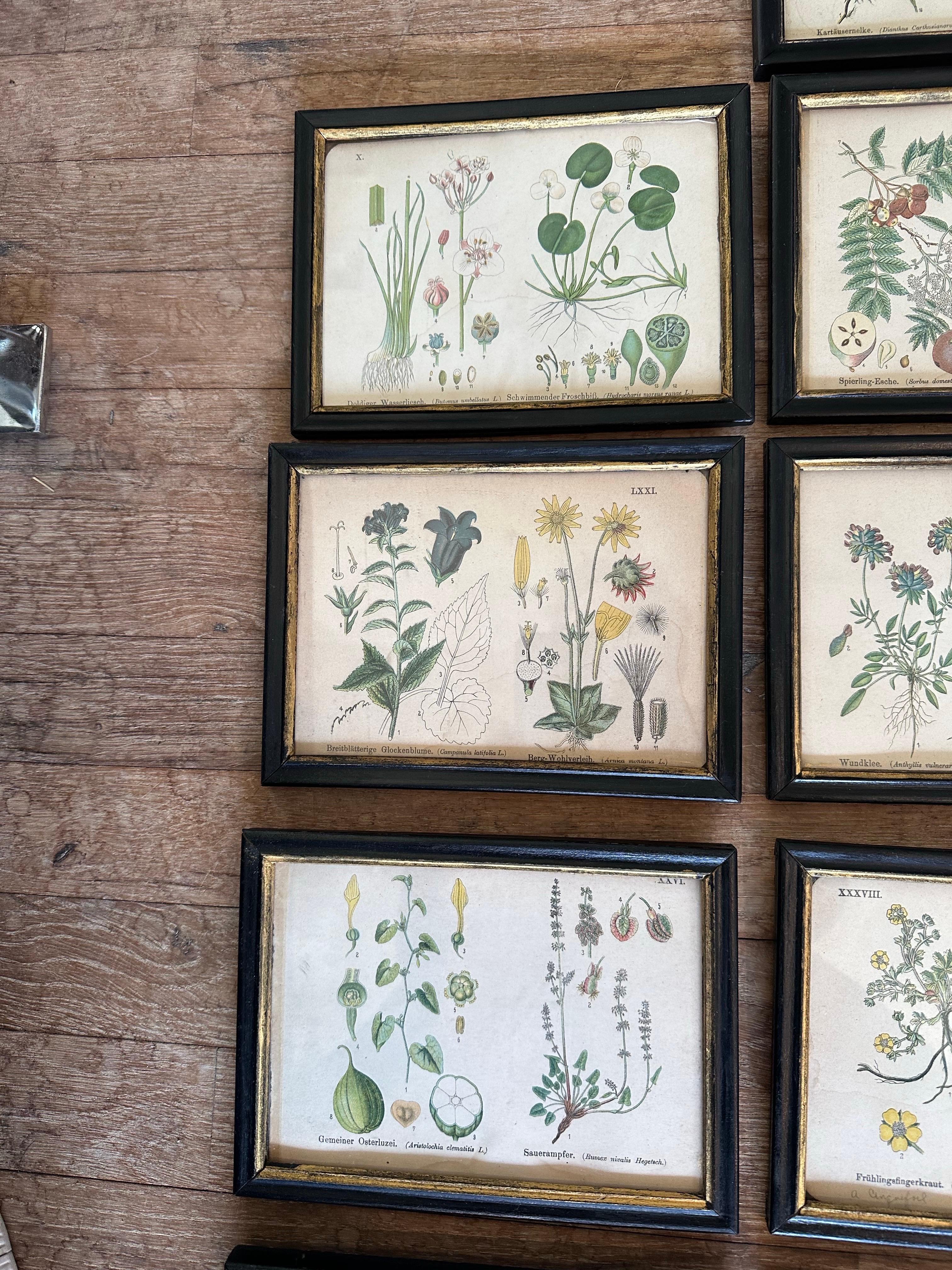 Set of 14  Vintage Botanical Colored Prints 1