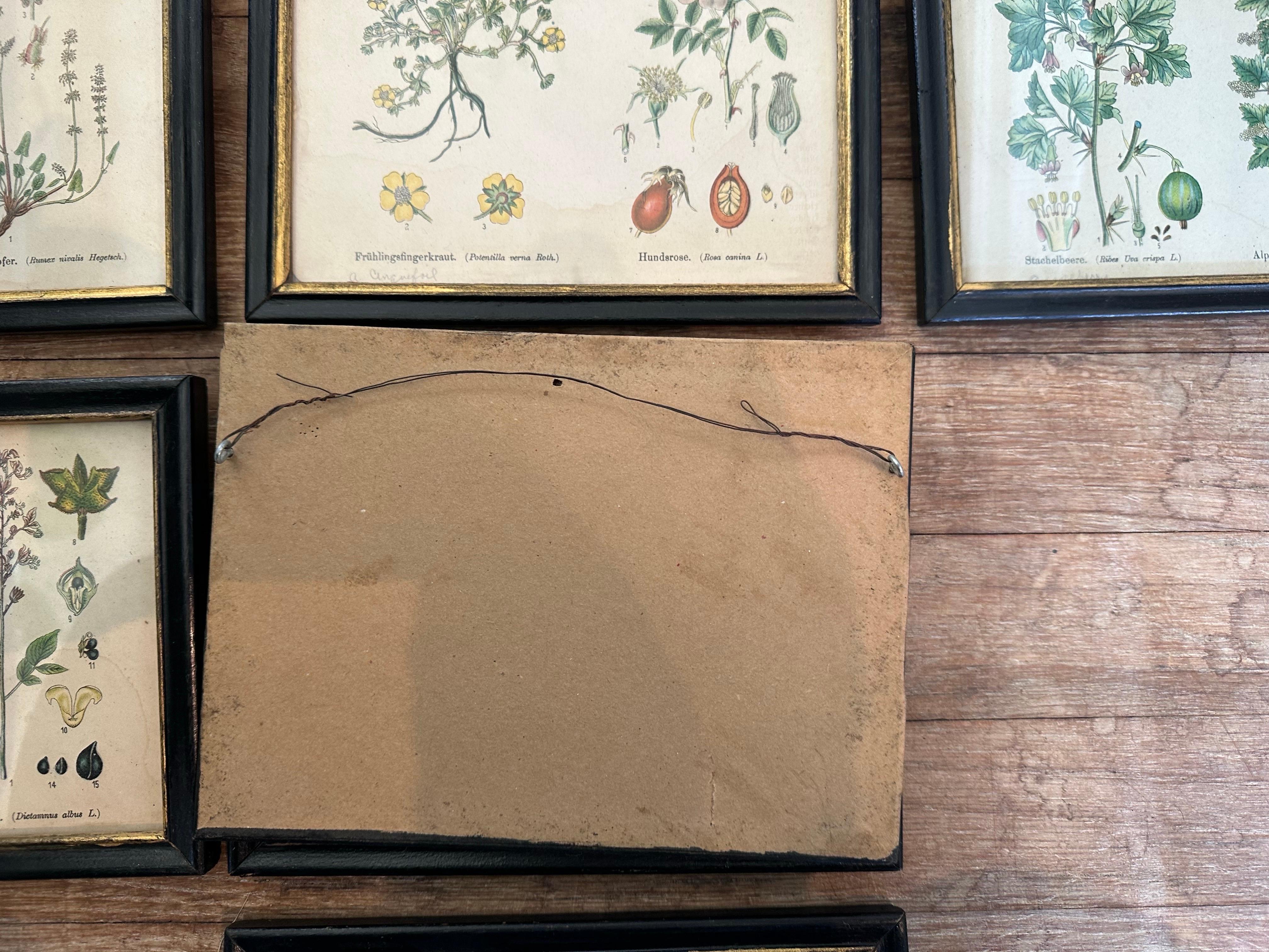 Set of 14  Vintage Botanical Colored Prints 2