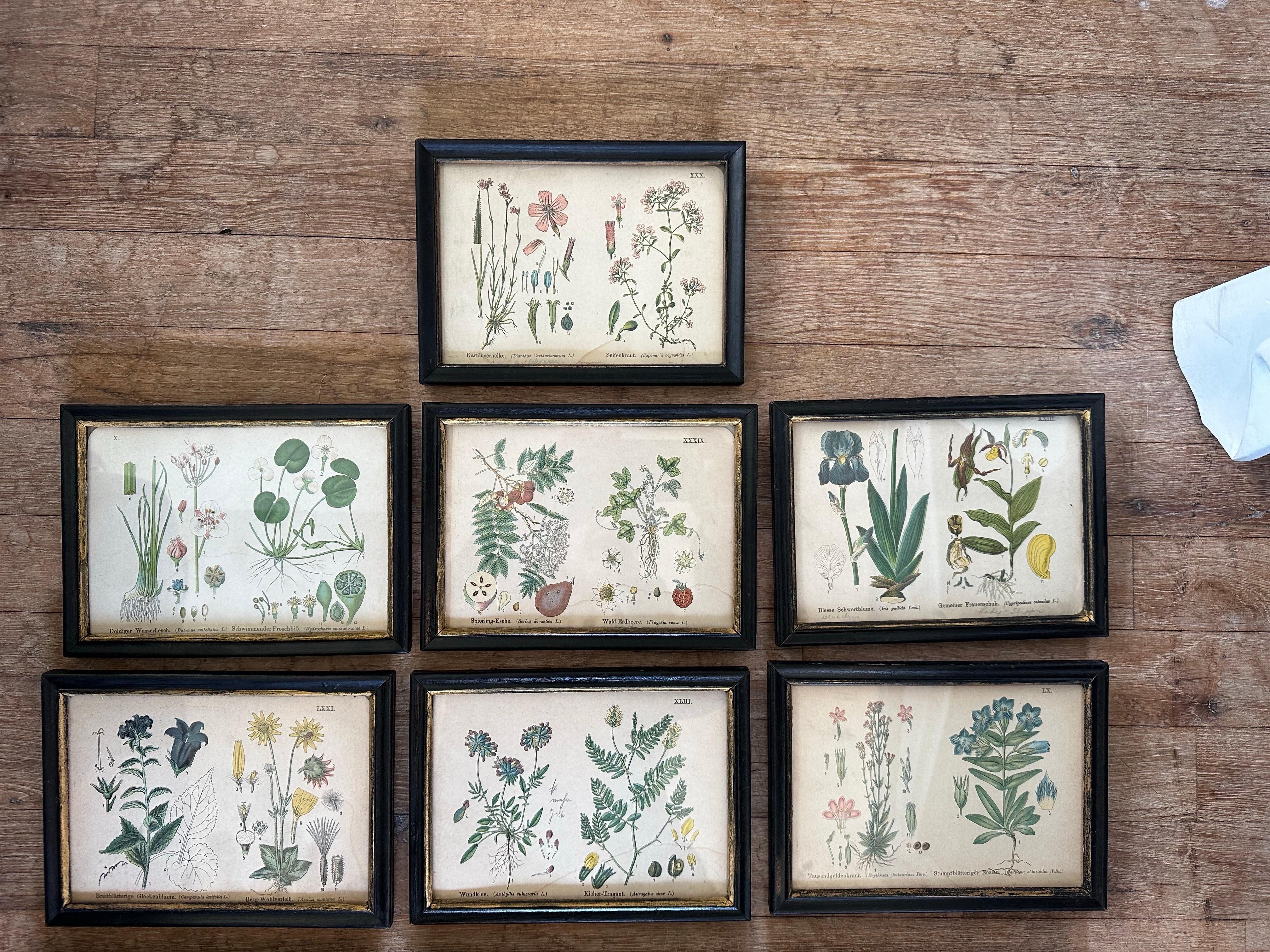 Set of 14  Vintage Botanical Colored Prints 3