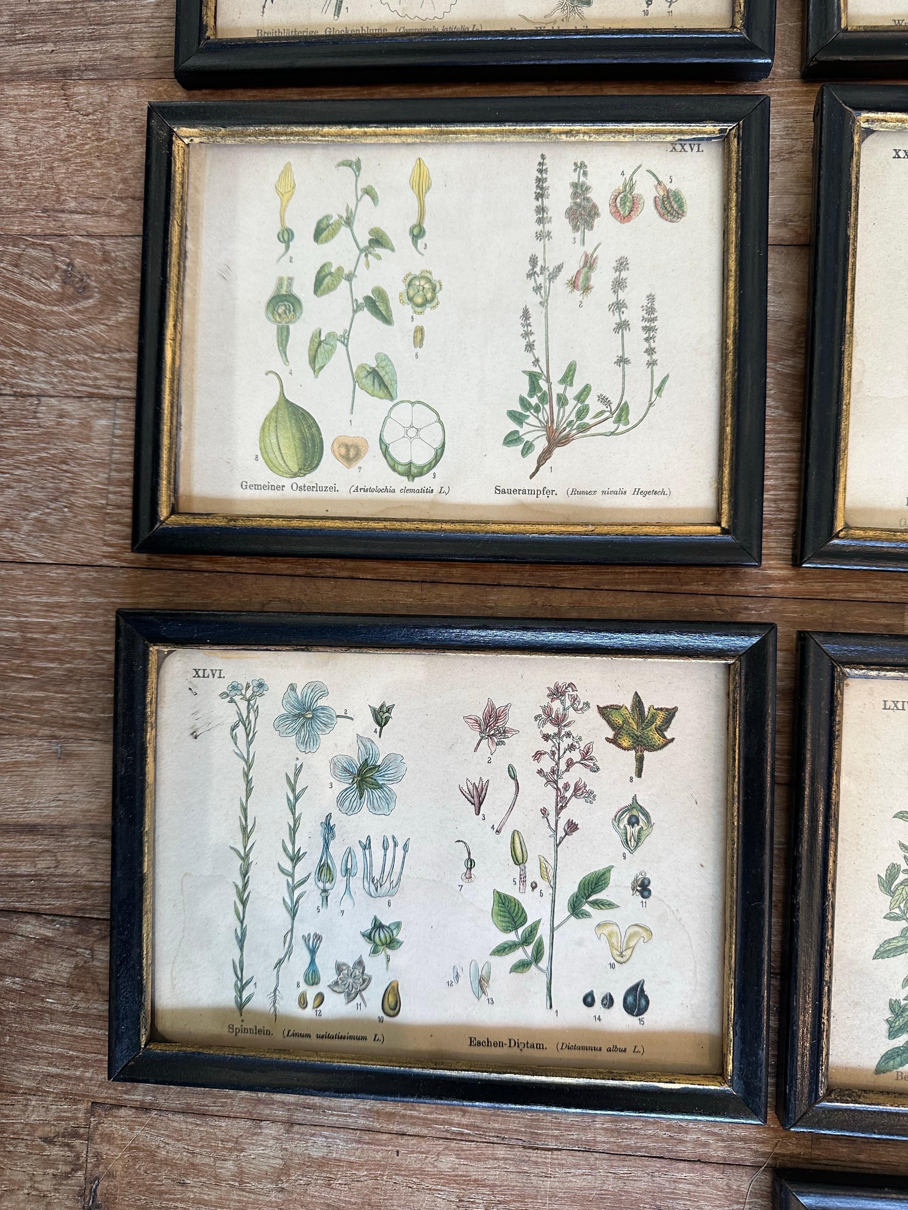 Set of 14  Vintage Botanical Colored Prints 4