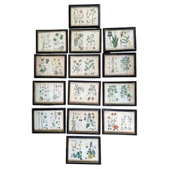 Set of 14  Vintage Botanical Colored Prints