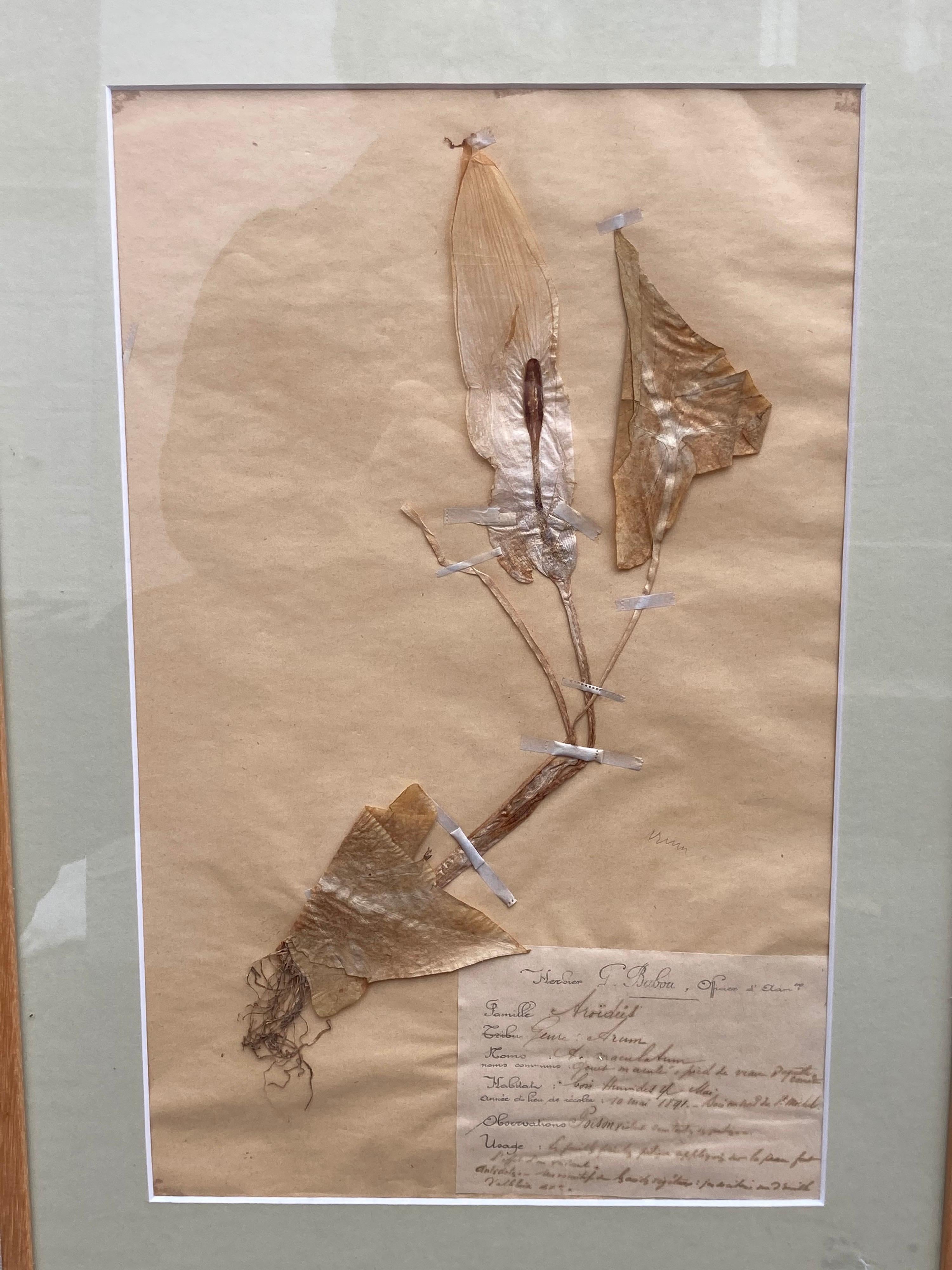 Set of '15' 19th Century Framed Botanical Specimens For Sale 6