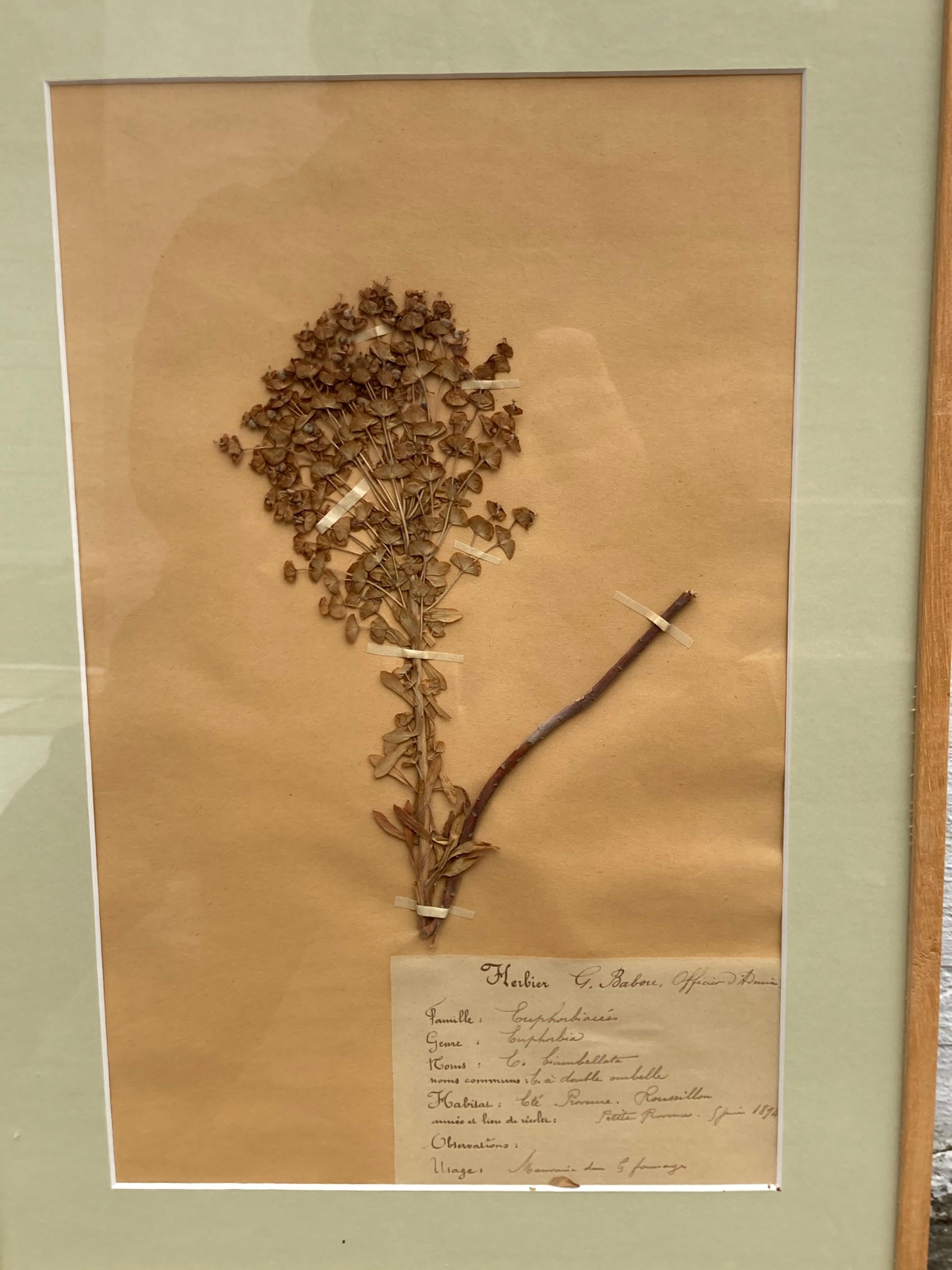 Ensemble de 15 spécimens botaniques encadrés du 19e siècle en vente 7