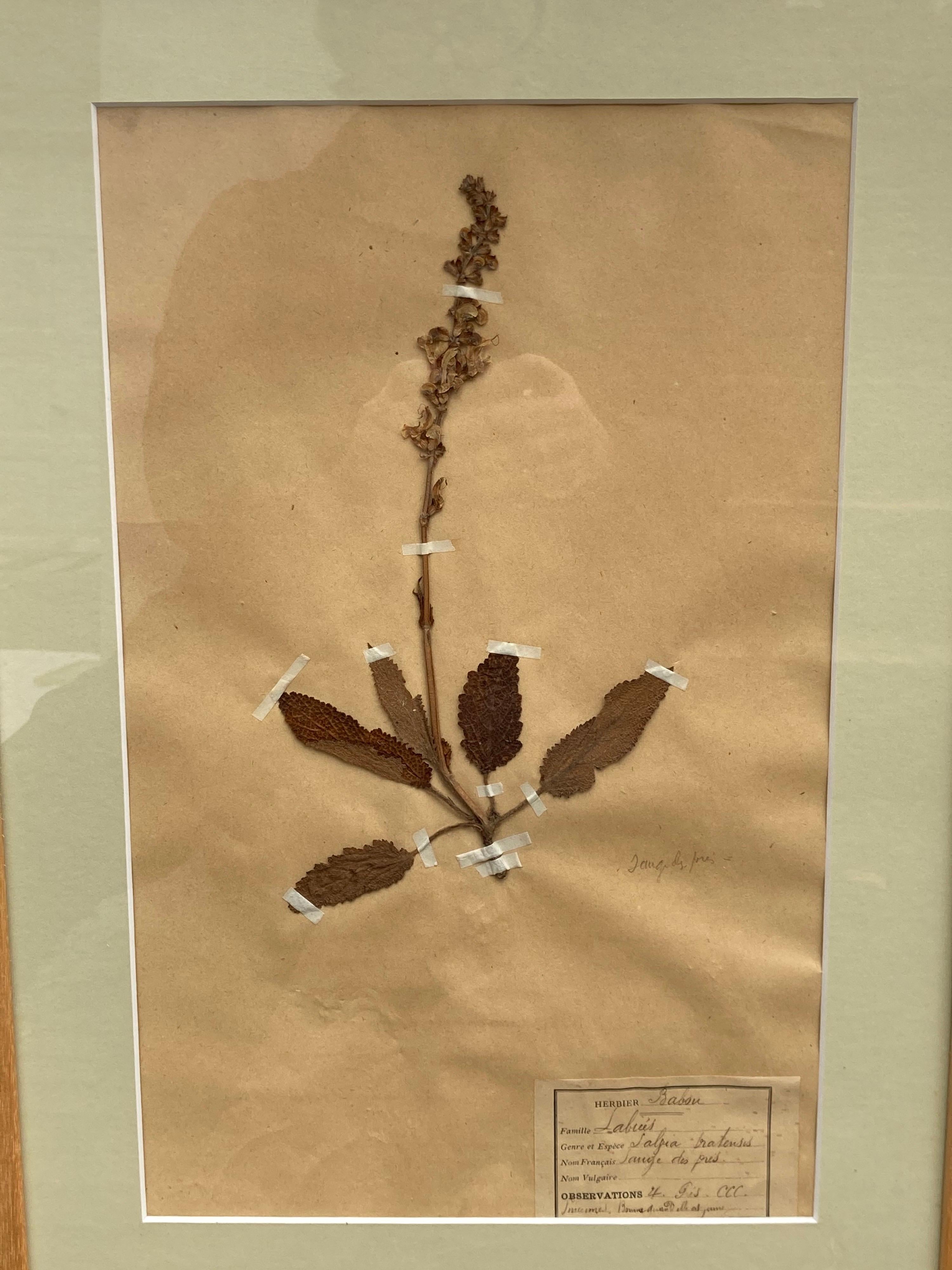 Set of '15' 19th Century Framed Botanical Specimens For Sale 9