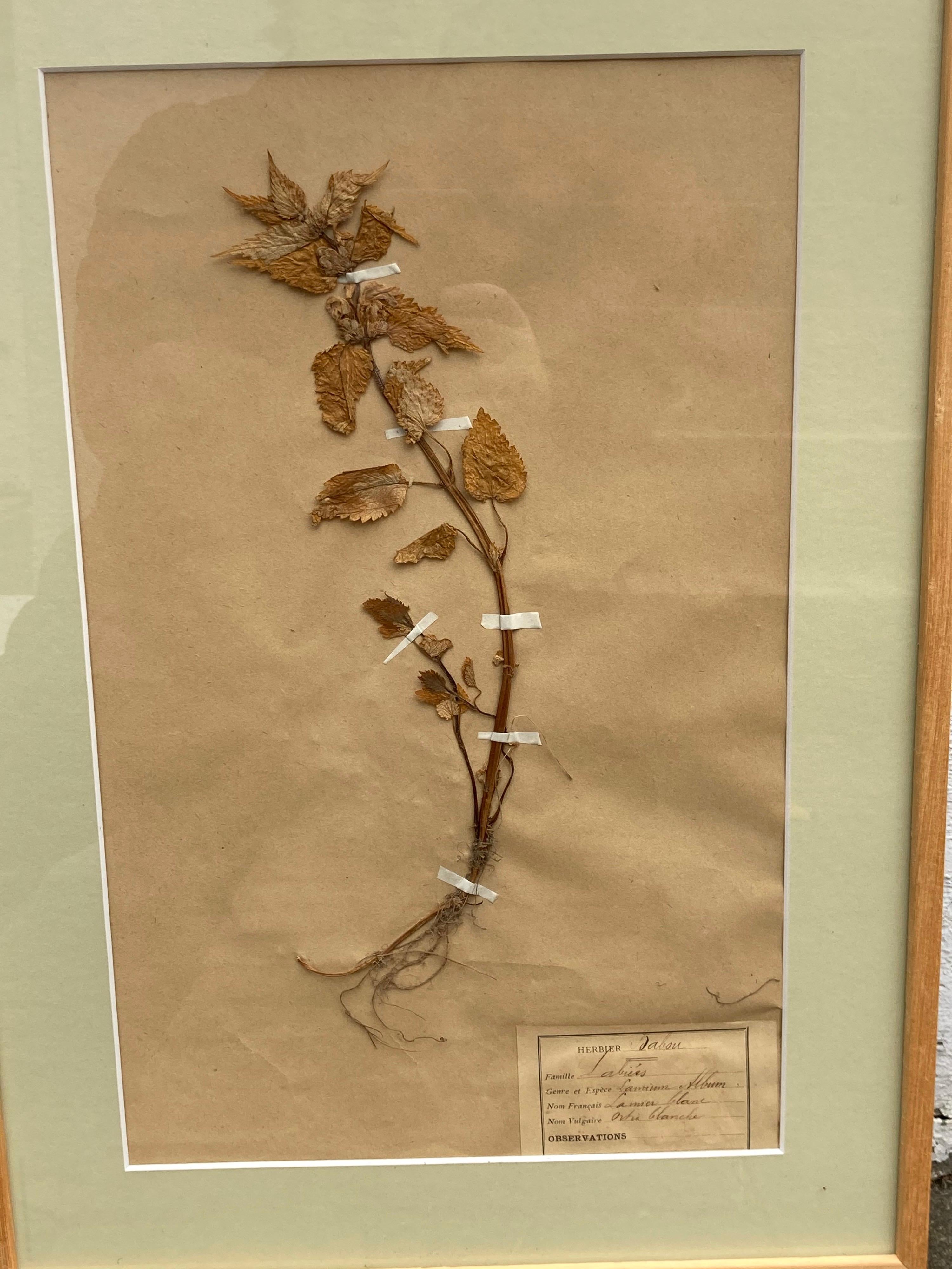 Ensemble de 15 spécimens botaniques encadrés du 19e siècle en vente 10