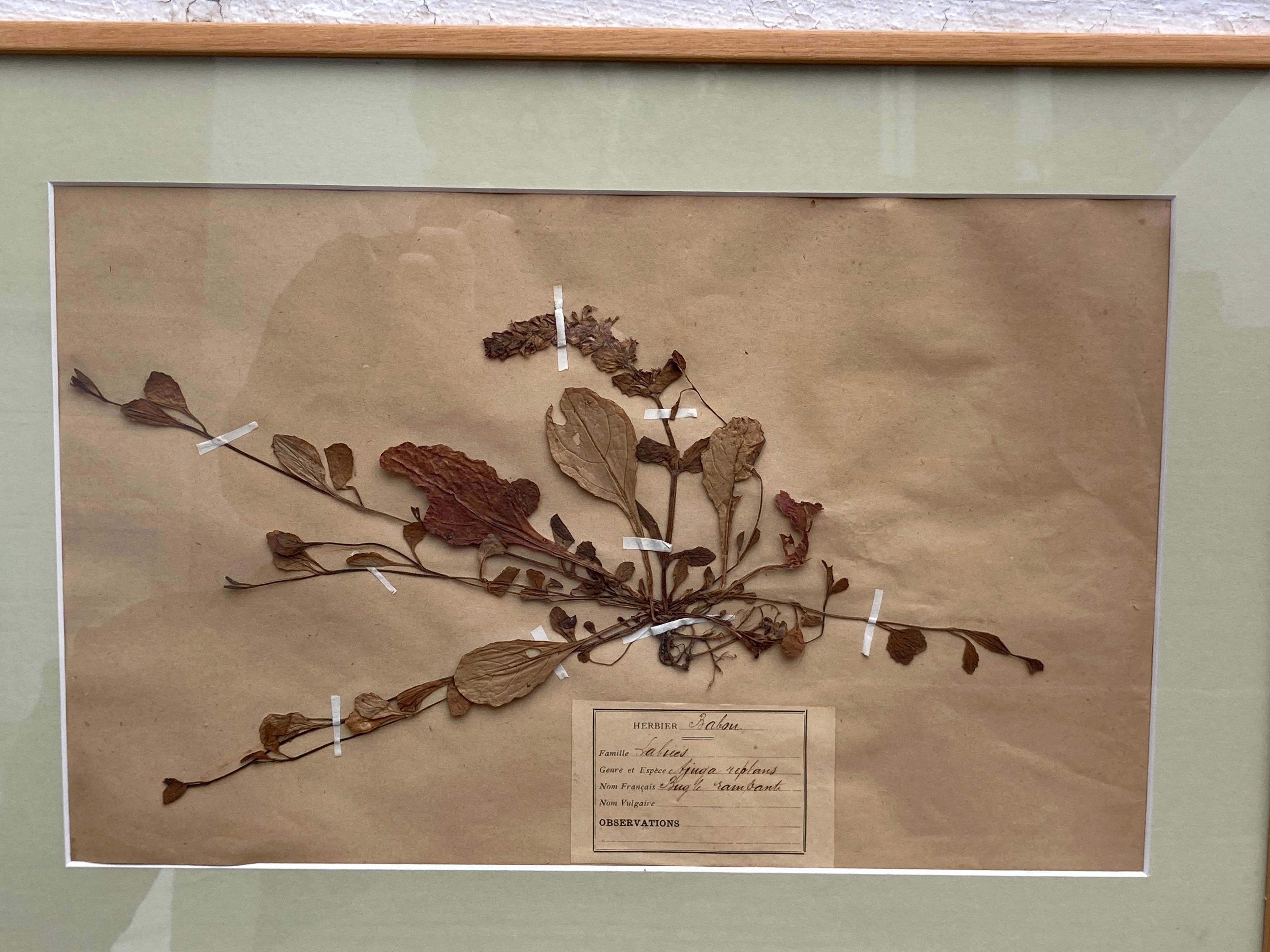 Ensemble de 15 spécimens botaniques encadrés du 19e siècle en vente 11