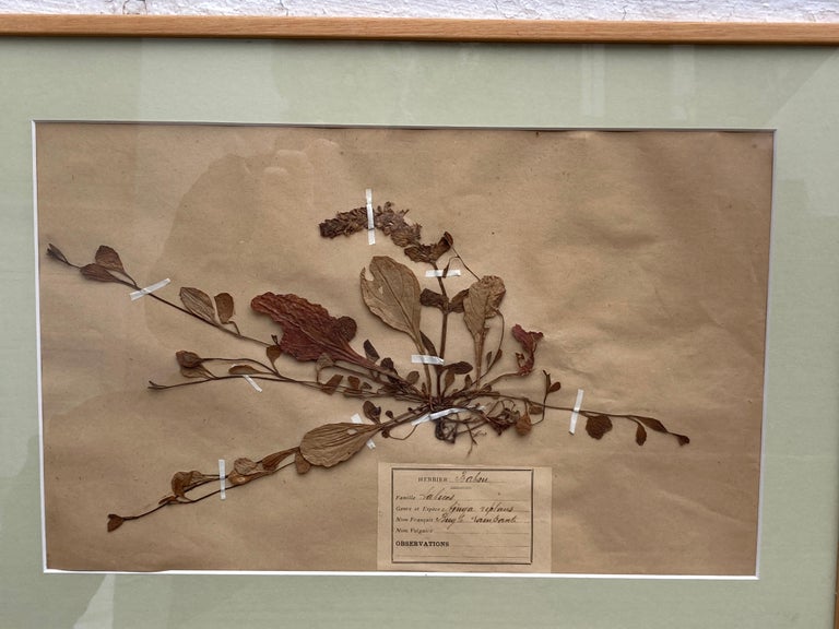Set of '15' 19th Century Framed Botanical Specimens For Sale at 1stDibs