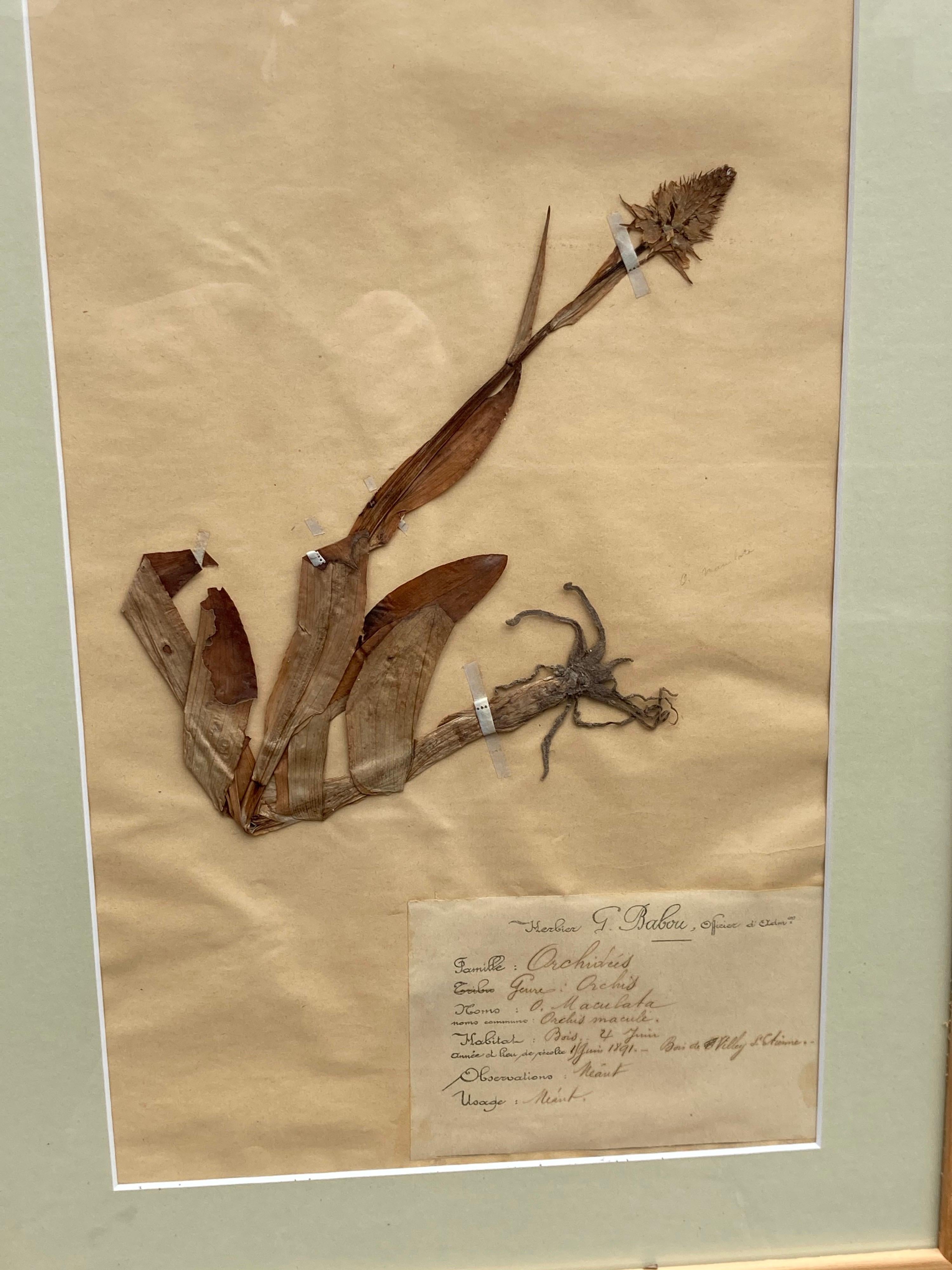 spécimens de plantes séchées françaises du 19ème siècle... signés par G. Babou, datés et méticuleusement catalogués, y compris leur localisation en France.... un merveilleux ensemble de 15.