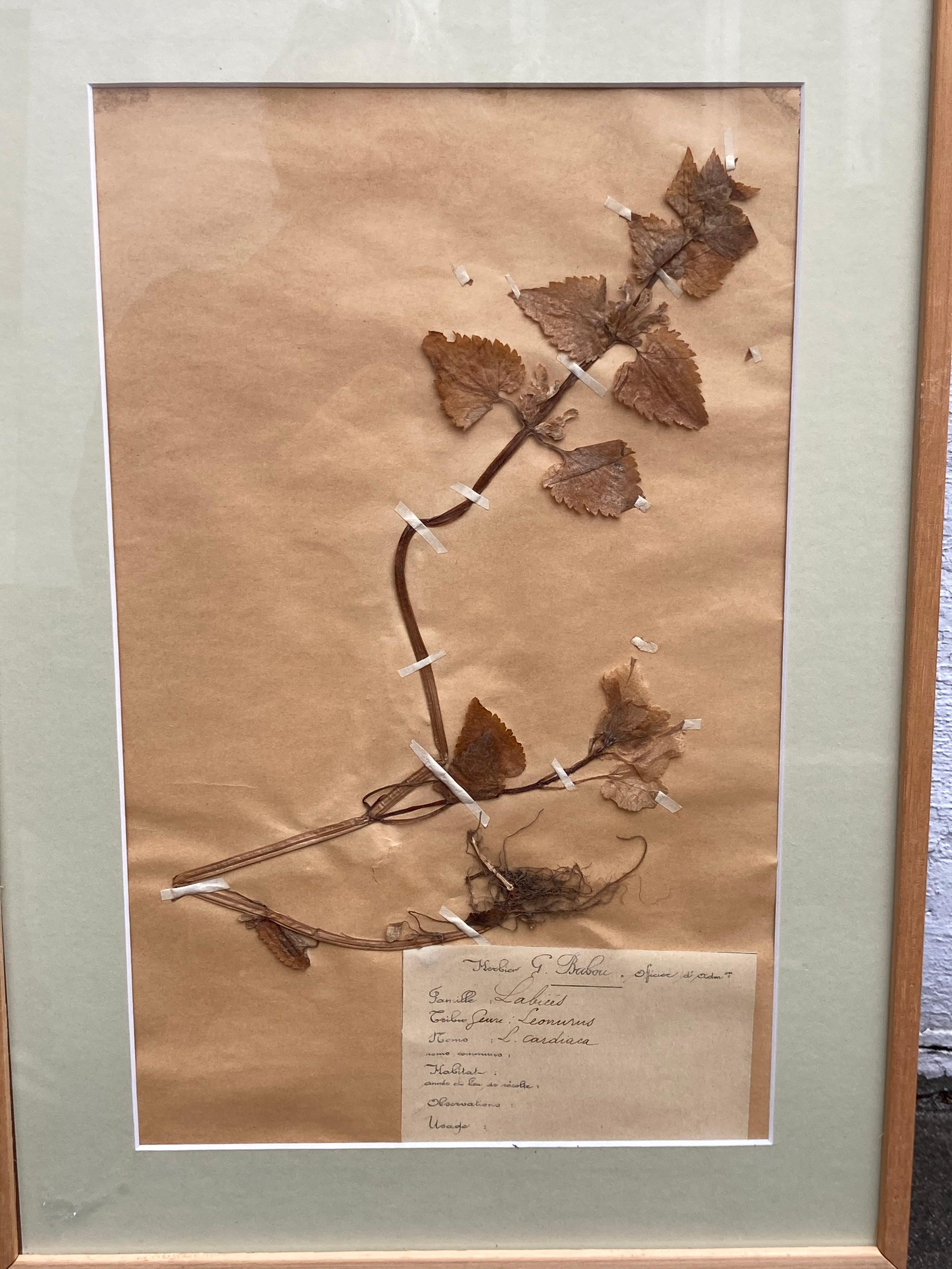 Set of '15' 19th Century Framed Botanical Specimens In Good Condition For Sale In East Hampton, NY