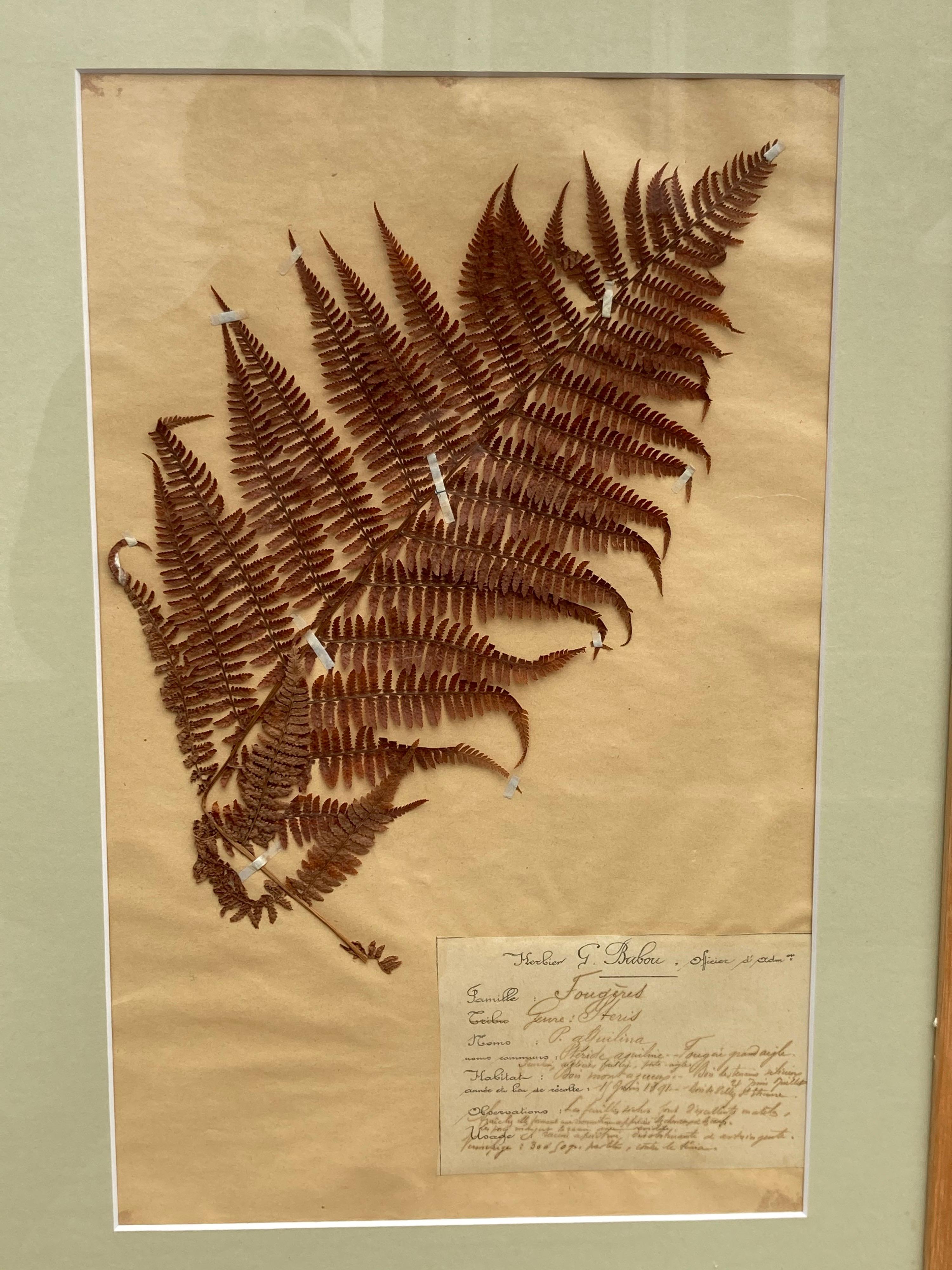 Fin du XIXe siècle Ensemble de 15 spécimens botaniques encadrés du 19e siècle en vente