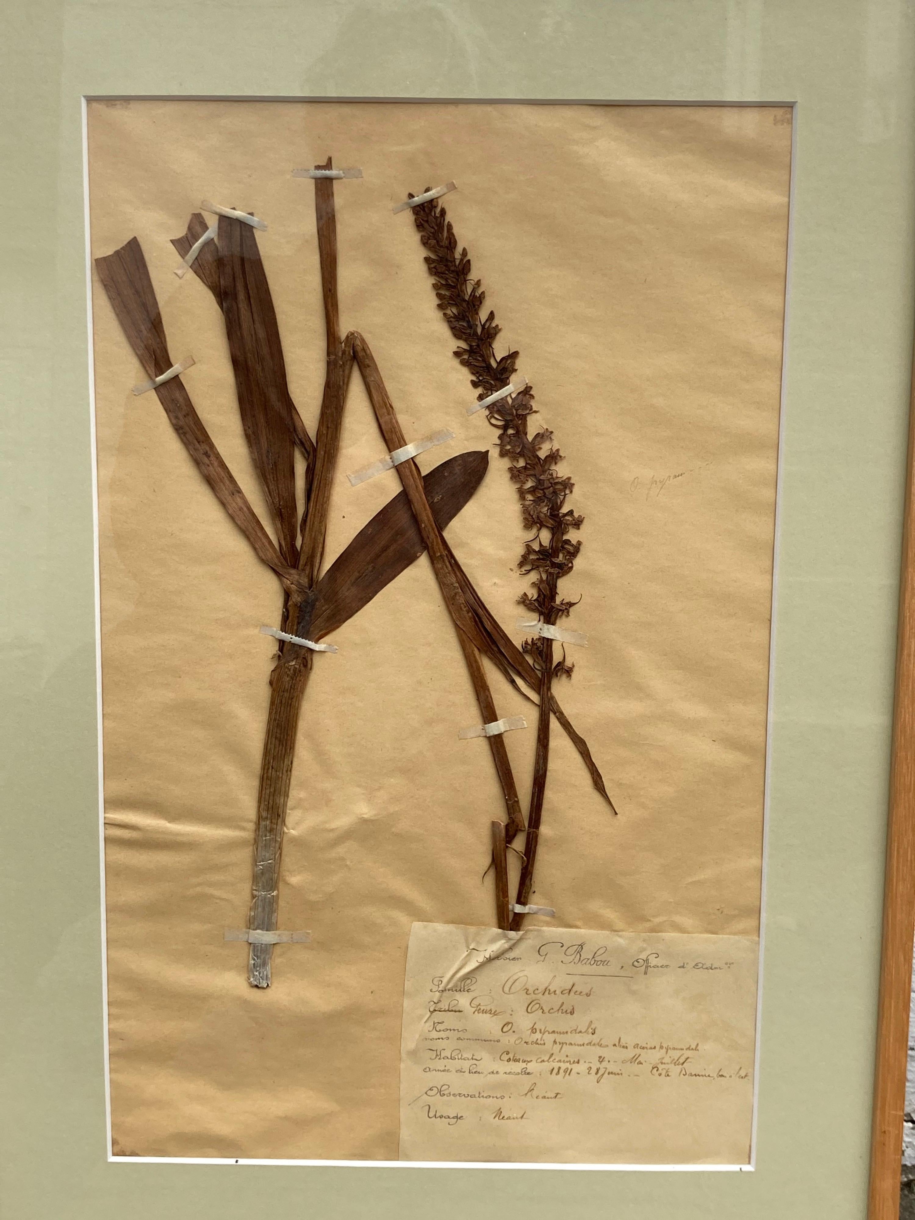 Papier Ensemble de 15 spécimens botaniques encadrés du 19e siècle en vente