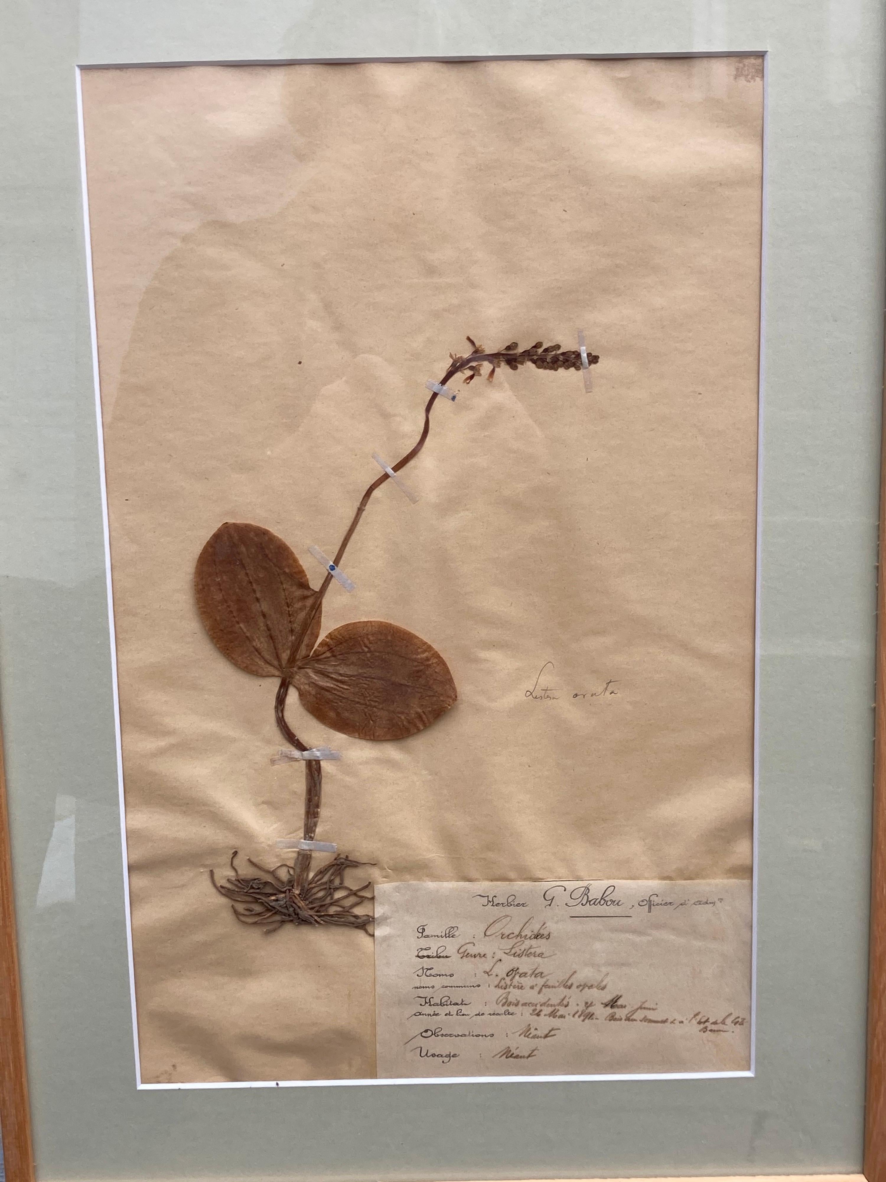 Ensemble de 15 spécimens botaniques encadrés du 19e siècle en vente 1