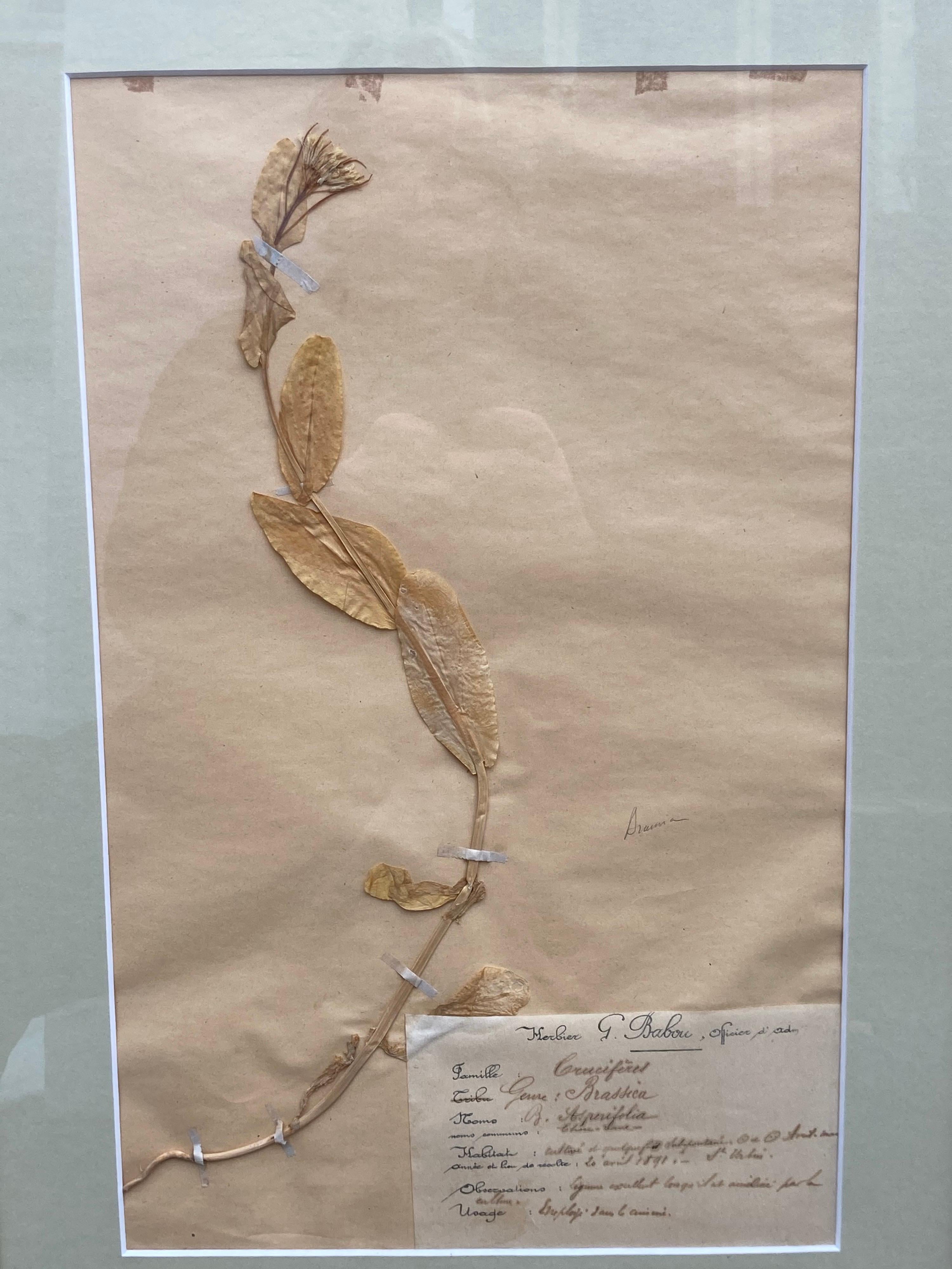 Set of '15' 19th Century Framed Botanical Specimens For Sale 2