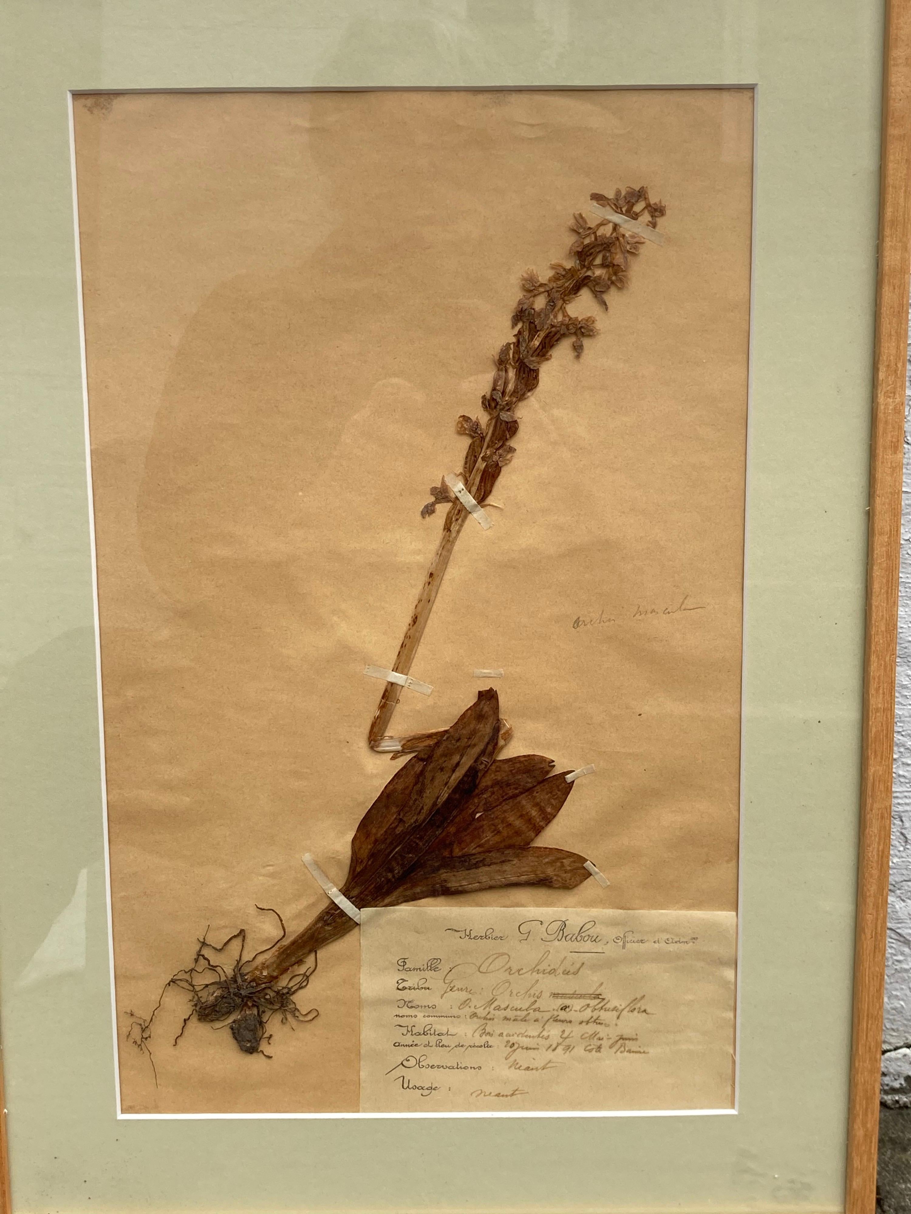 Set von 15 gerahmten botanischen Exemplaren des 19. Jahrhunderts im Angebot 3