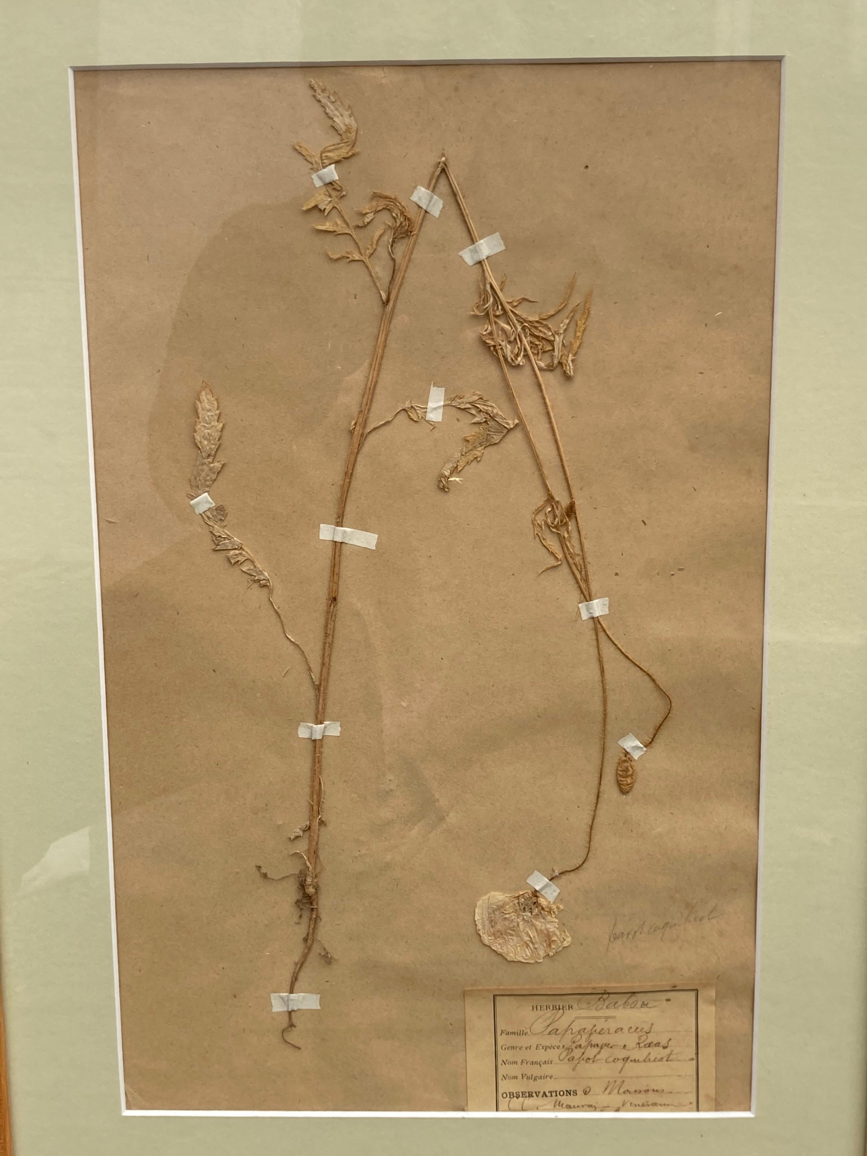 Set of '15' 19th Century Framed Botanical Specimens For Sale 4