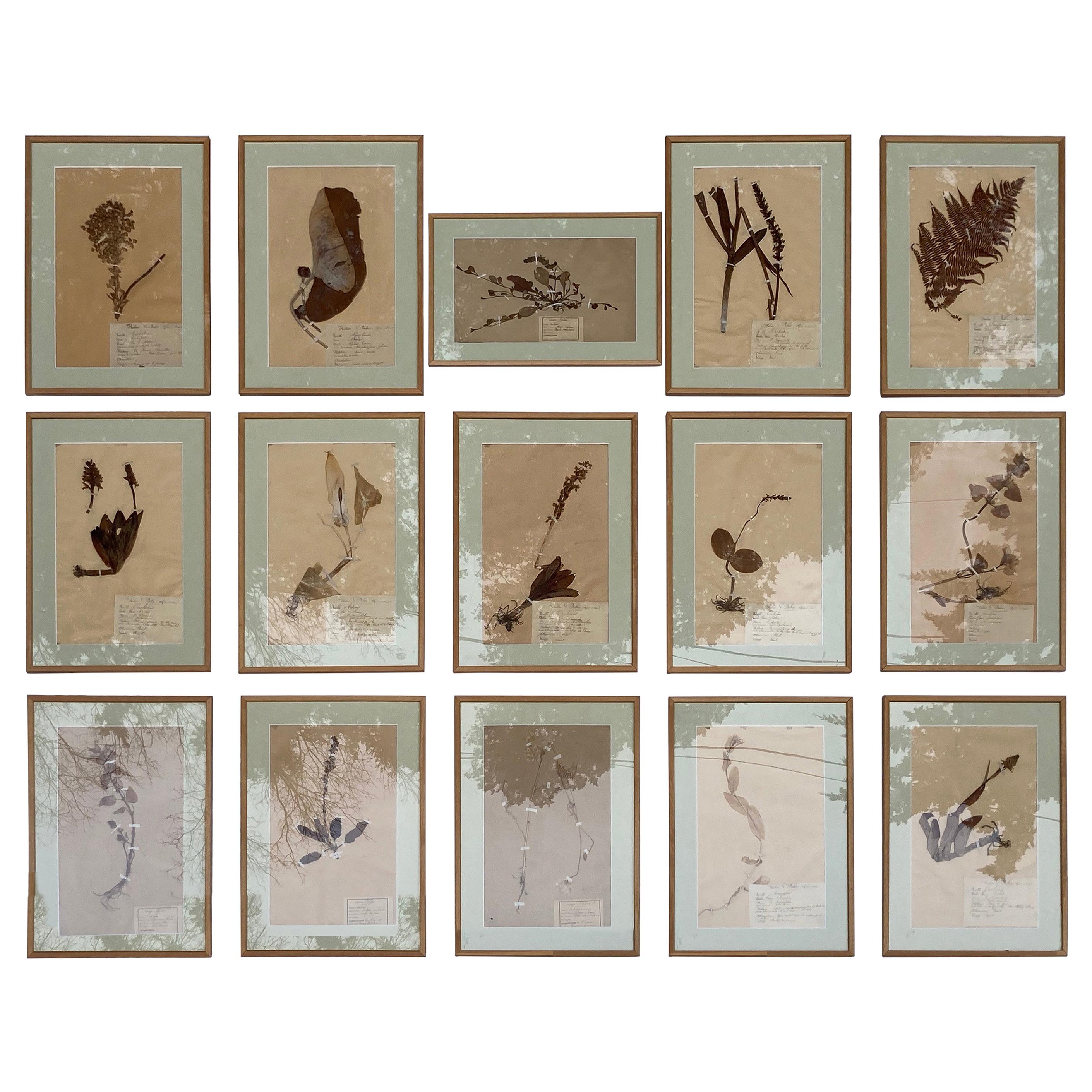 Set of '15' 19th Century Framed Botanical Specimens