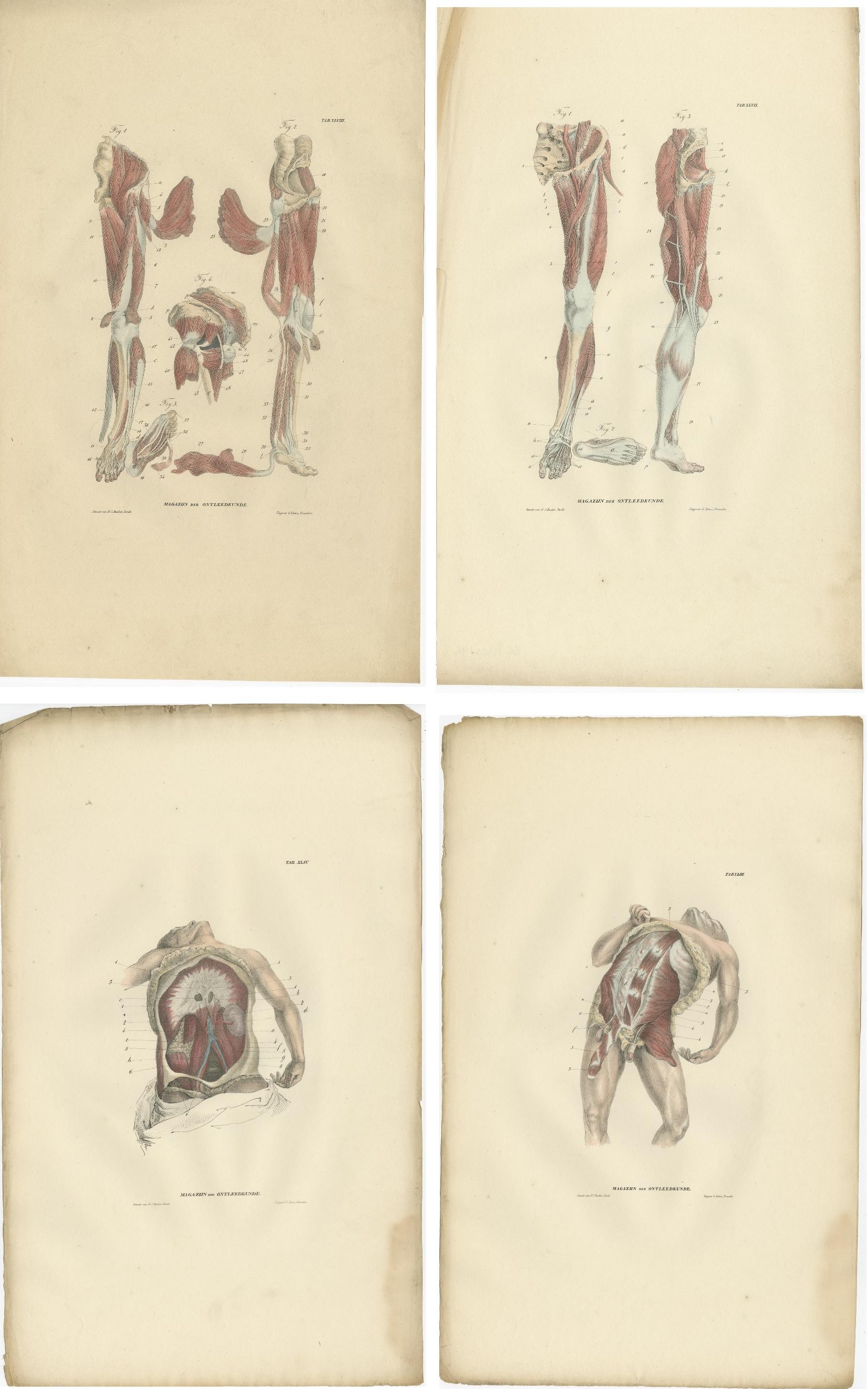 Set of 15 antique anatomy prints of the muscular system. These prints originate from 'Magazijn van ontleedkunde' by Dr. Th. Richter. Published, 1839.