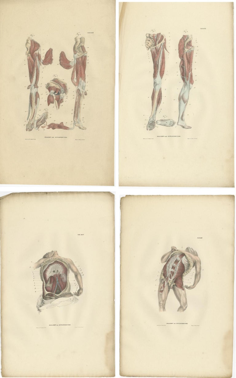 Set of 15 Antique Anatomy Prints of the Muscular System, 1839 at 1stDibs