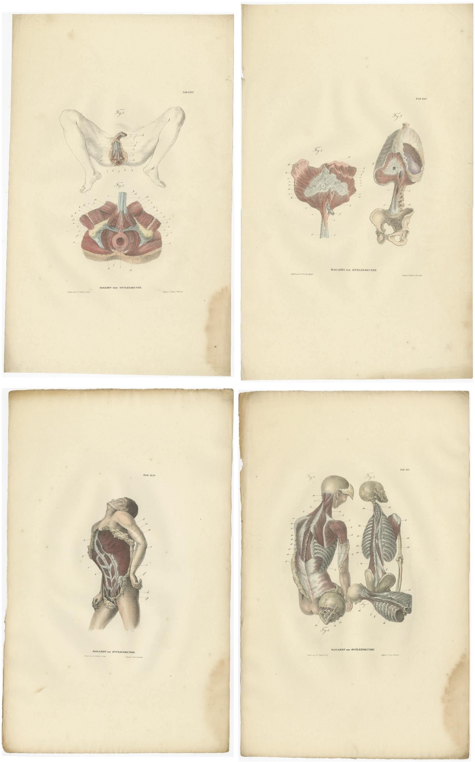 Set of 15 Antique Anatomy Prints of the Muscular System, 1839 In Good Condition In Langweer, NL