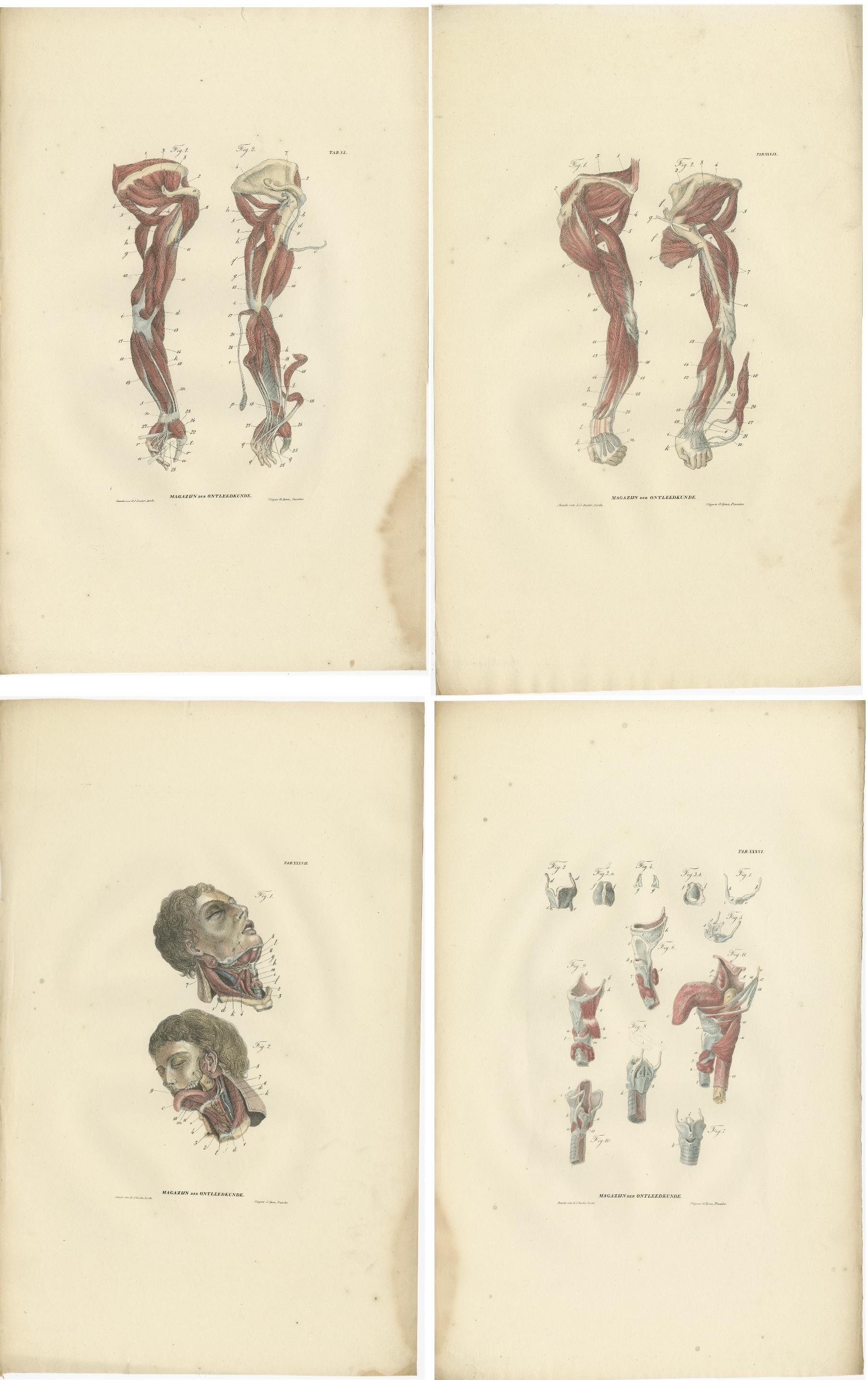 19th Century Set of 15 Antique Anatomy Prints of the Muscular System, 1839