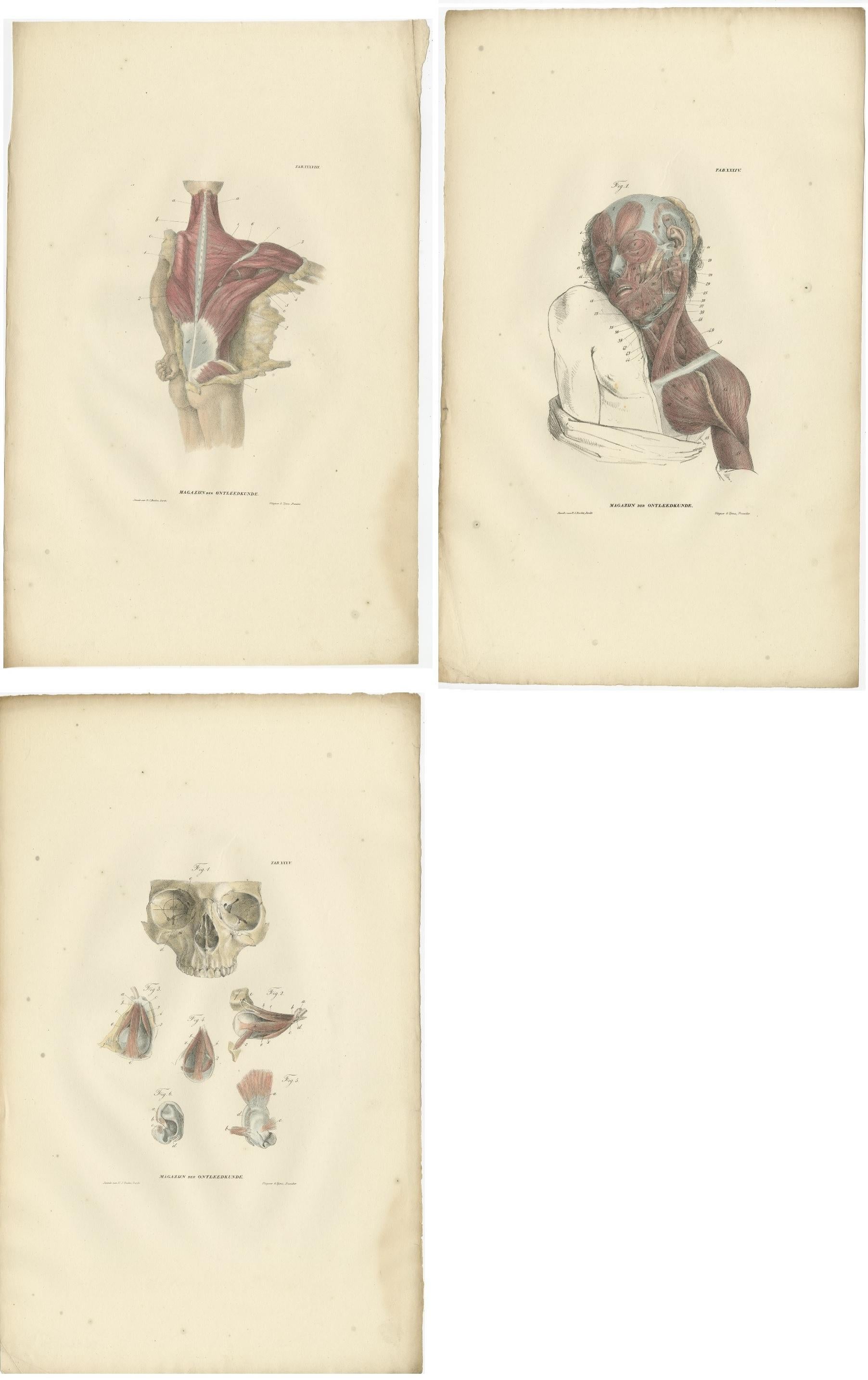Paper Set of 15 Antique Anatomy Prints of the Muscular System, 1839