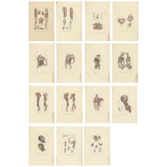 Set of 15 Antique Anatomy Prints of the Muscular System, 1839