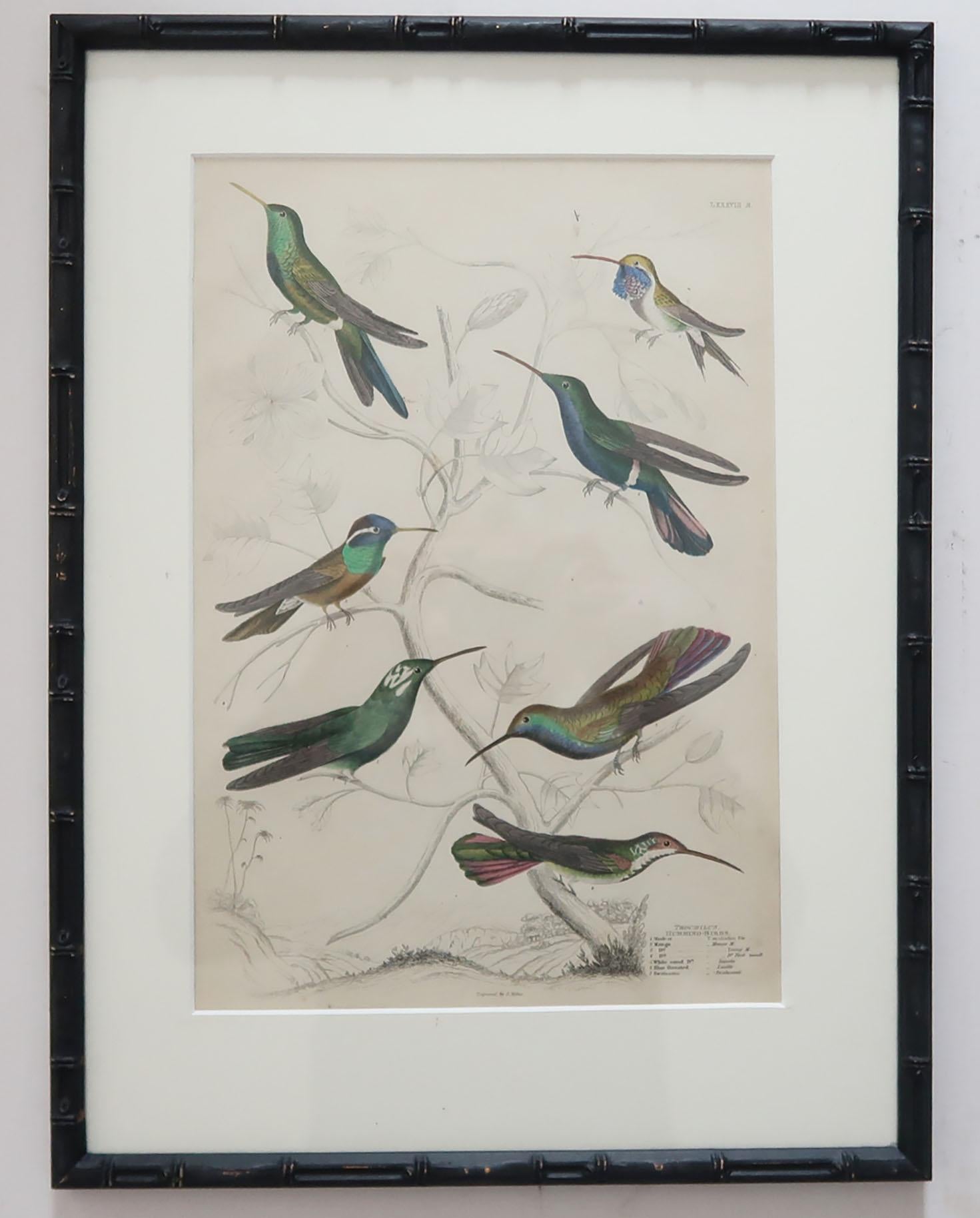 Set of 15 Antique Bird Prints in Faux Bamboo Frames, 1830s 3