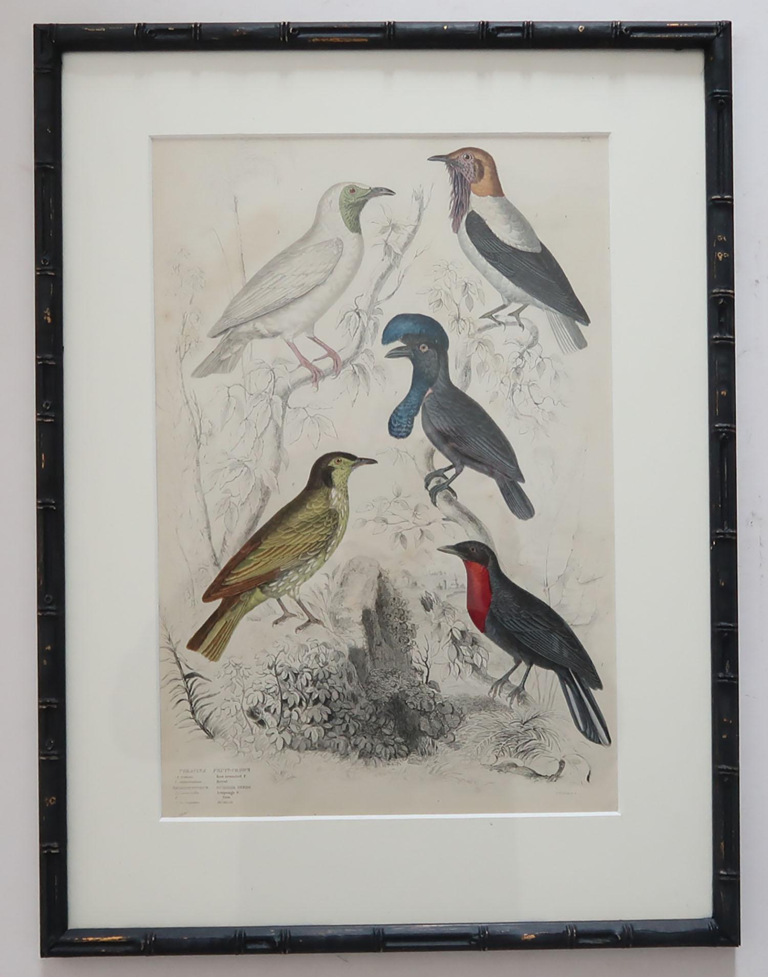Set of 15 Antique Bird Prints in Faux Bamboo Frames, 1830s 4