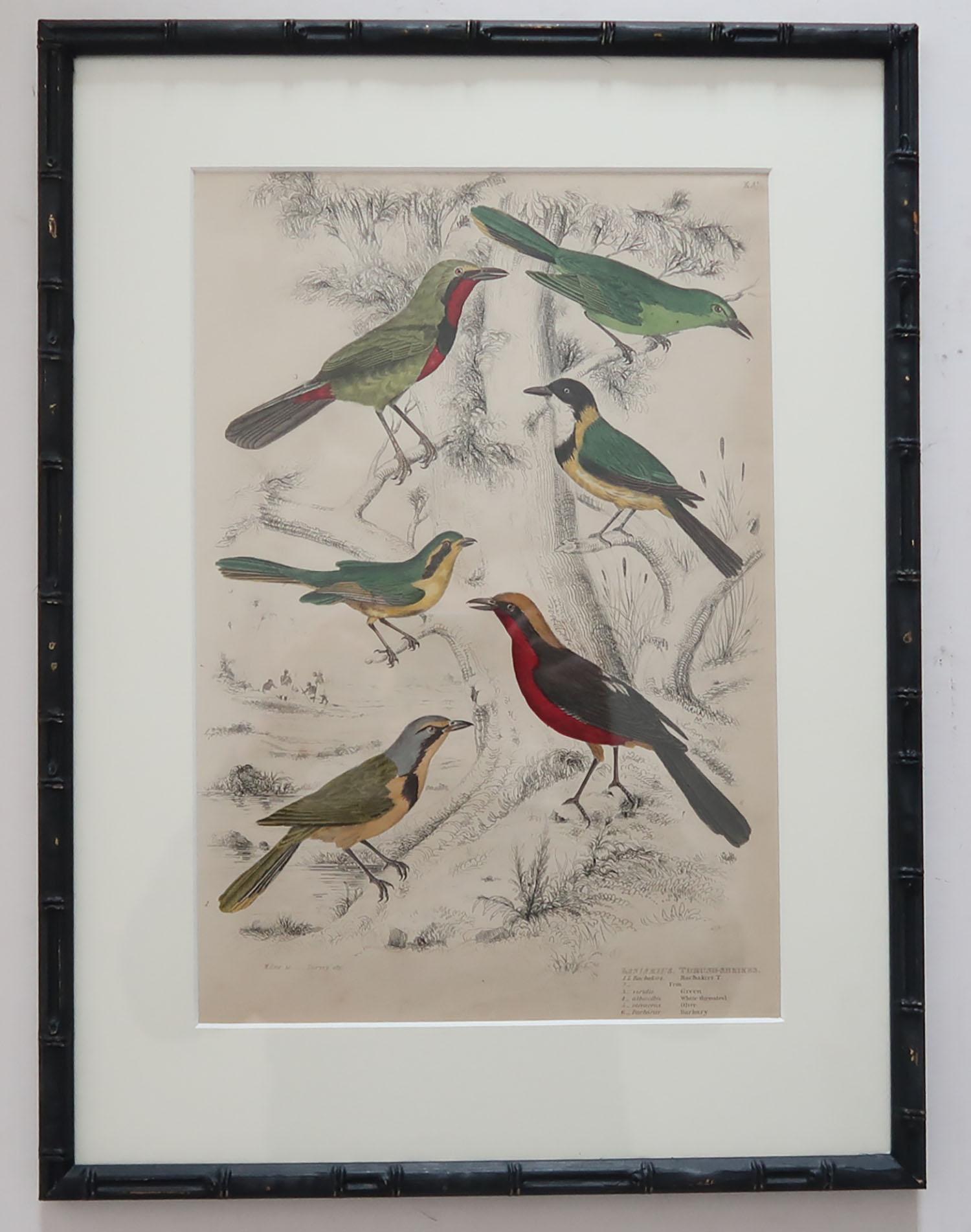 Set of 15 Antique Bird Prints in Faux Bamboo Frames, 1830s 5
