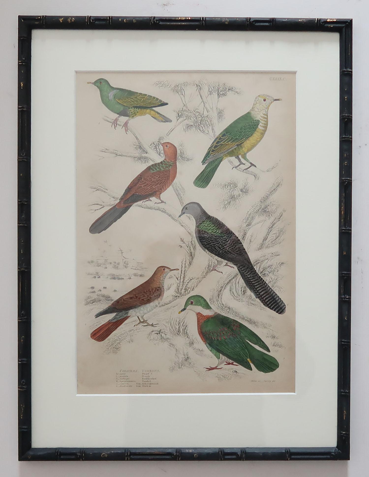 Set of 15 Antique Bird Prints in Faux Bamboo Frames, 1830s 6
