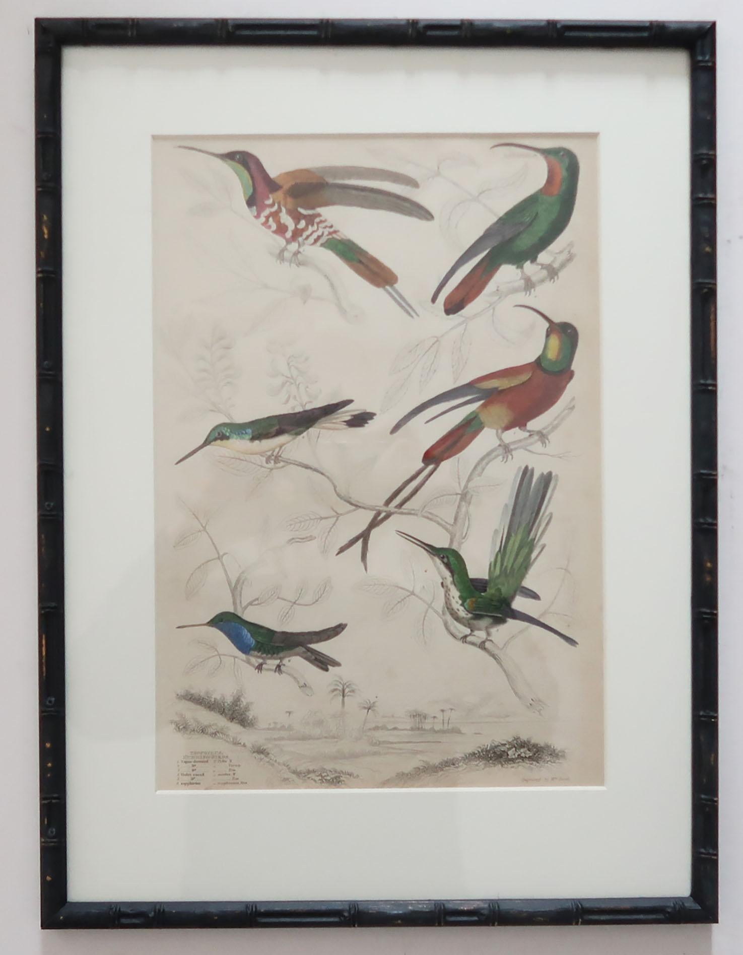Set of 15 Antique Bird Prints in Faux Bamboo Frames, 1830s 7