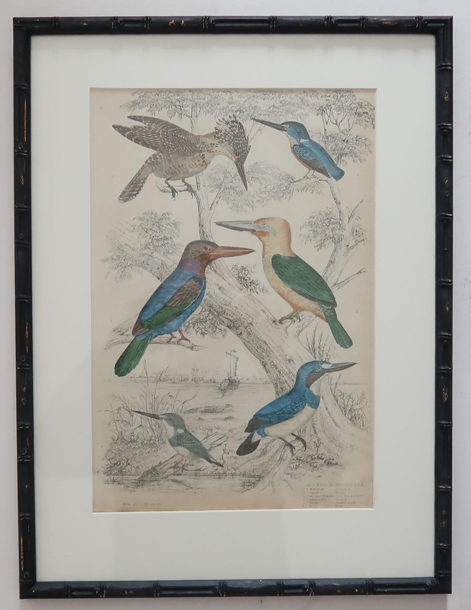 Set of 15 Antique Bird Prints in Faux Bamboo Frames, 1830s 8