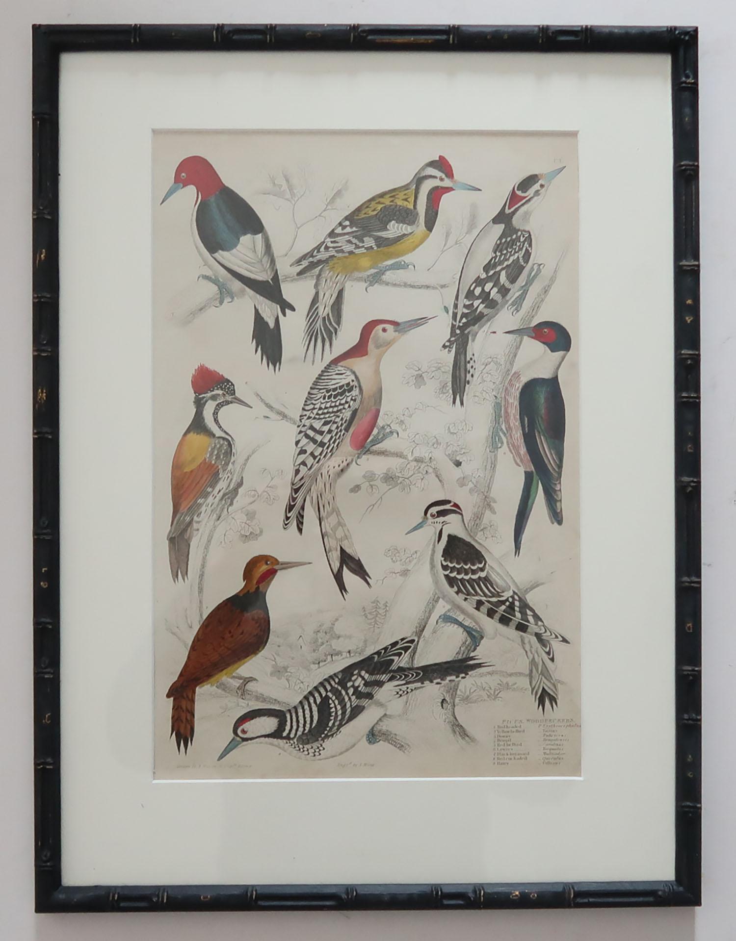 Set of 15 Antique Bird Prints in Faux Bamboo Frames, 1830s 9