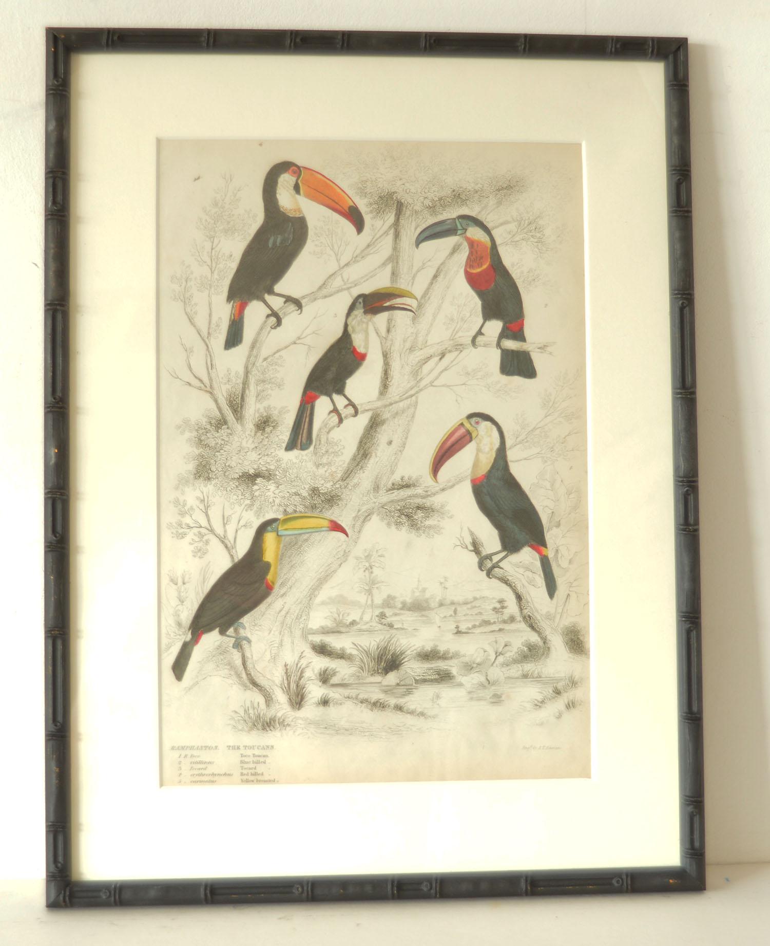 Wonderful set of 15 antique bird prints in exquisite bright original colors.

Presented in our own custom made ebonized faux bamboo frames.

Lithographs after the original drawings by Captain Brown. Original hand color.

Published,