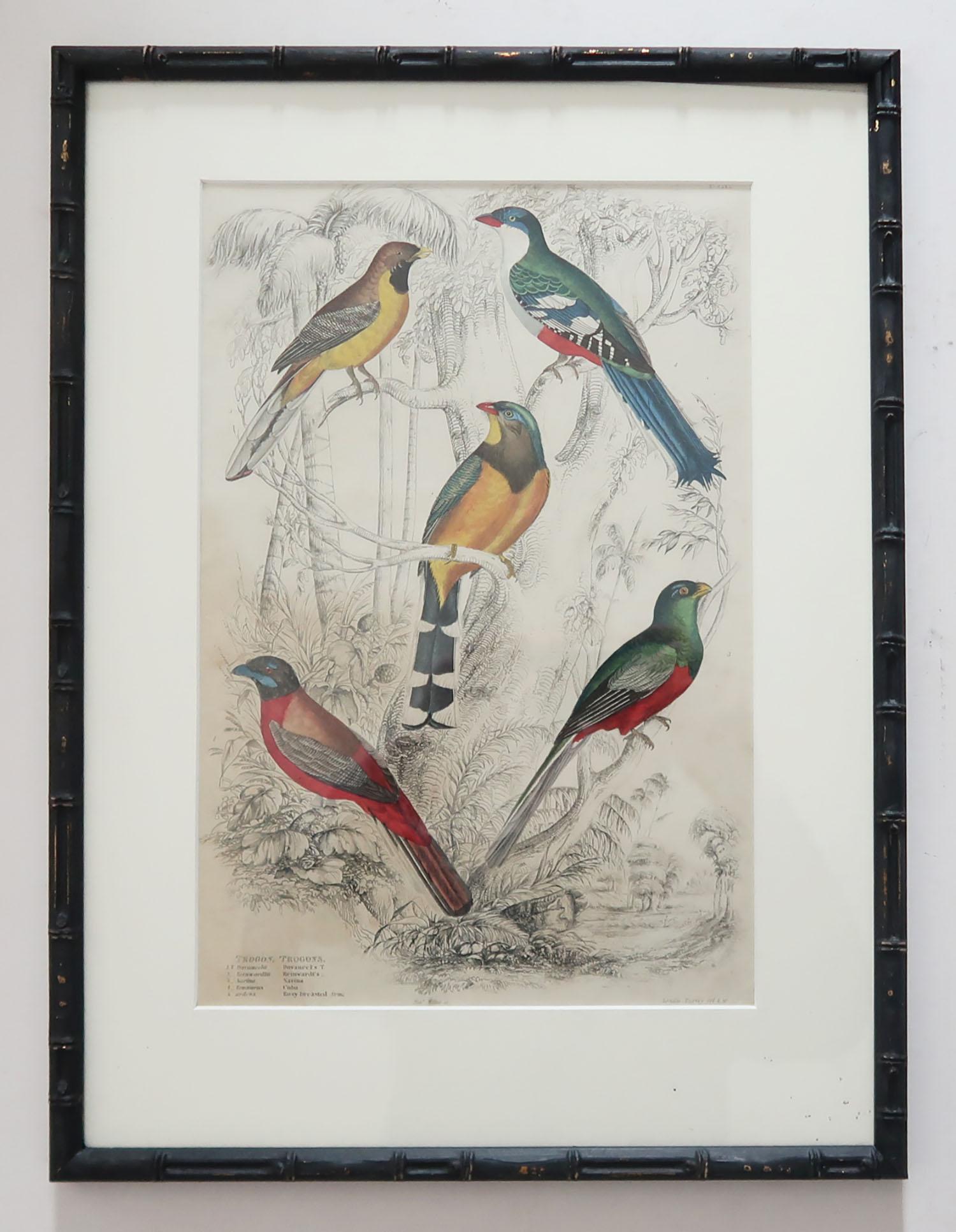 Wonderful set of 15 antique bird prints in exquisite bright original colors.

Presented in our own custom made ebonized faux bamboo frames.

Lithographs after the original drawings by Captain Brown. Original hand color.

Published,