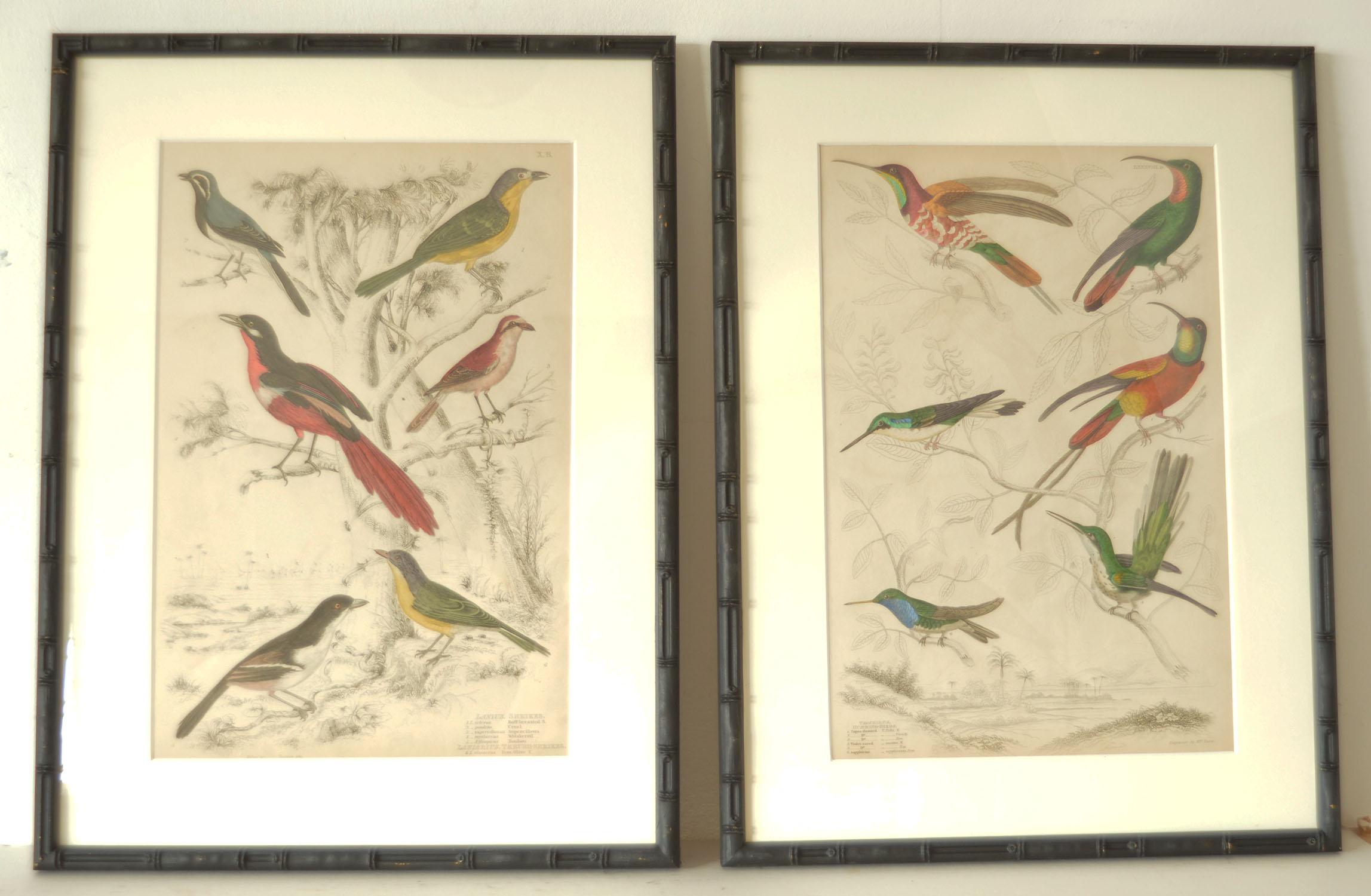 Chinoiserie Set of 15 Antique Bird Prints in Faux Bamboo Frames, 1830s