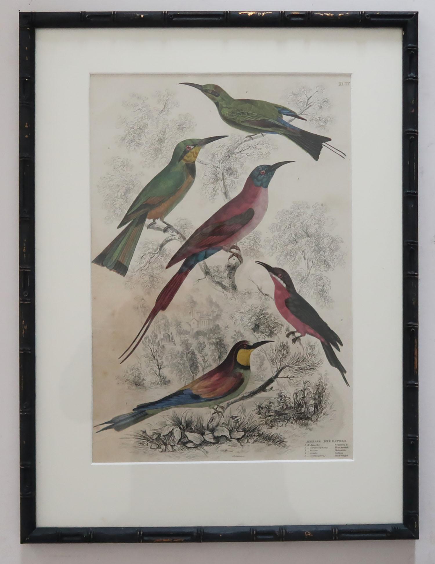 Chinoiserie Set of 15 Antique Bird Prints in Faux Bamboo Frames, 1830s