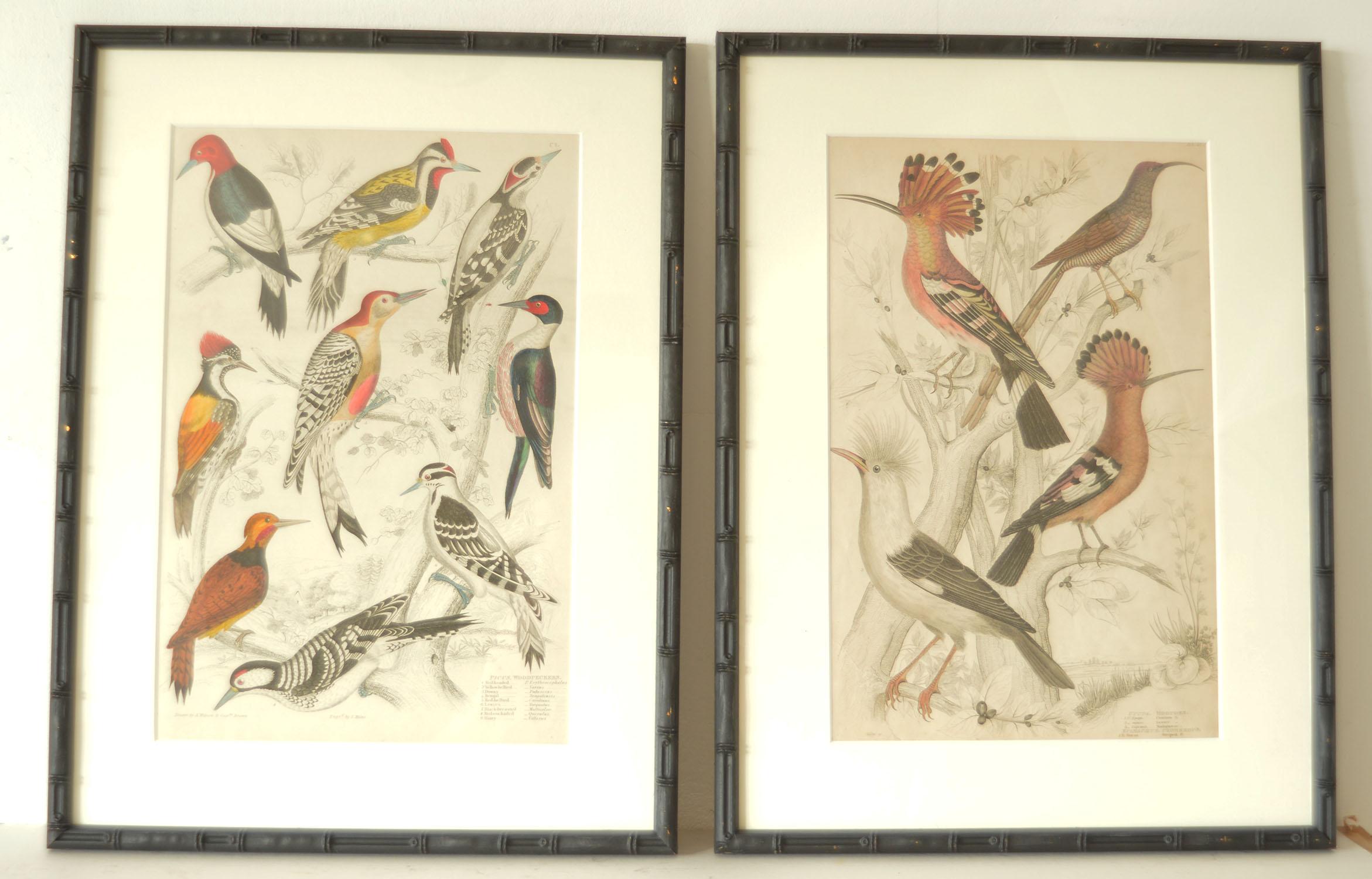 English Set of 15 Antique Bird Prints in Faux Bamboo Frames, 1830s