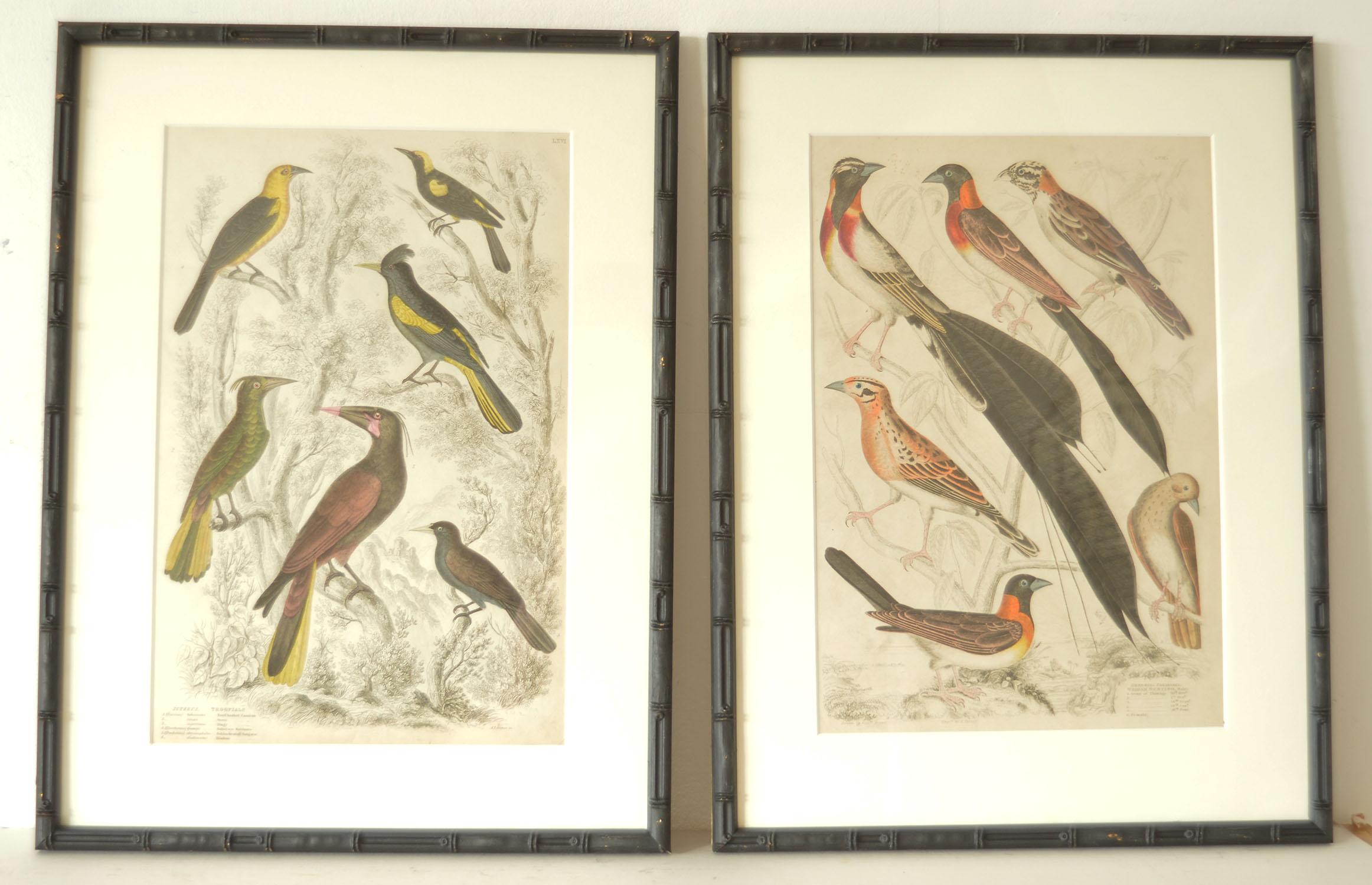 English Set of 15 Antique Bird Prints in Faux Bamboo Frames, 1830s